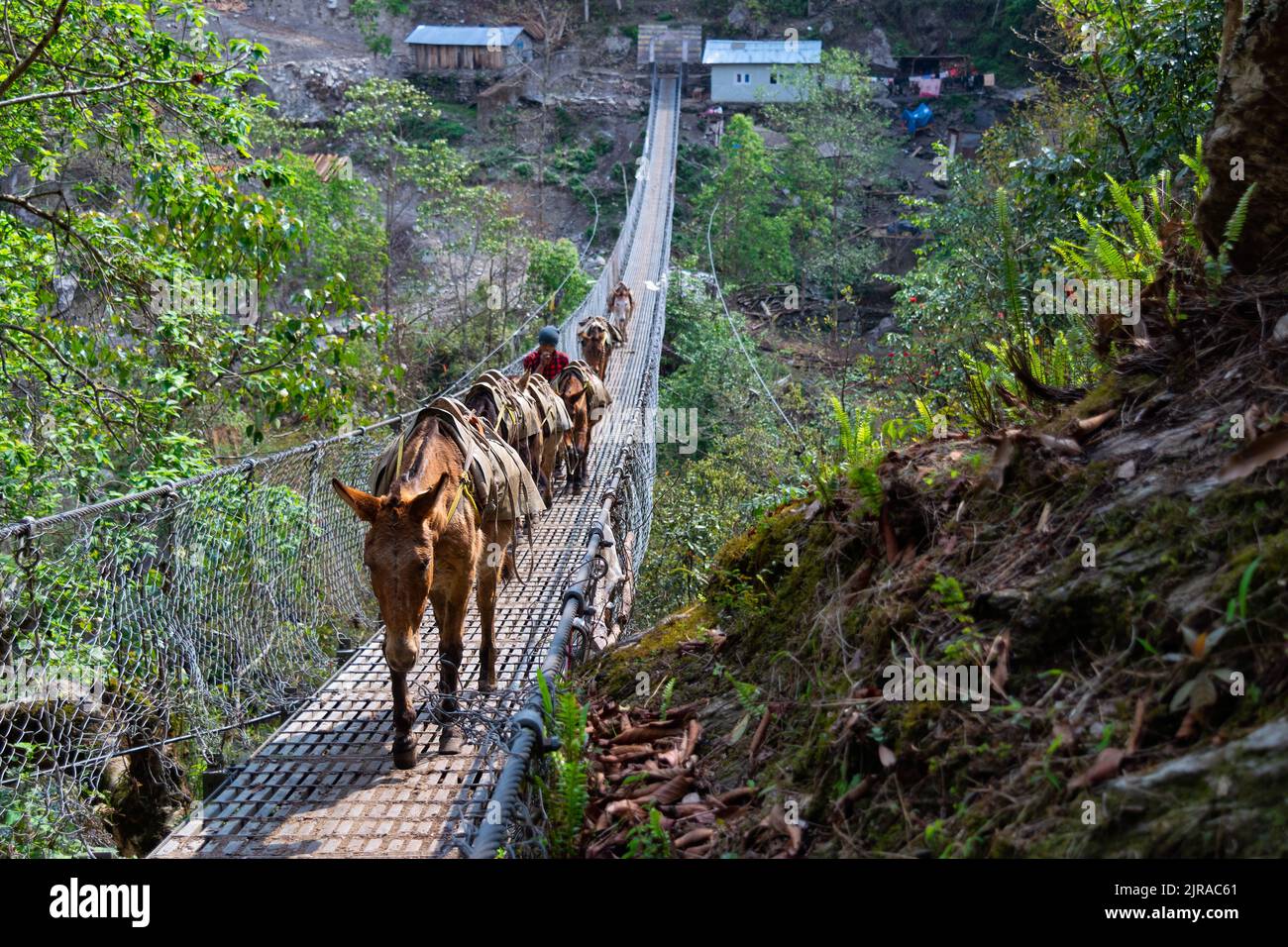 A closeup of Mules on a suspended bridge close to Nunthala, Everest Base Camp trek, Nepal Stock Photo