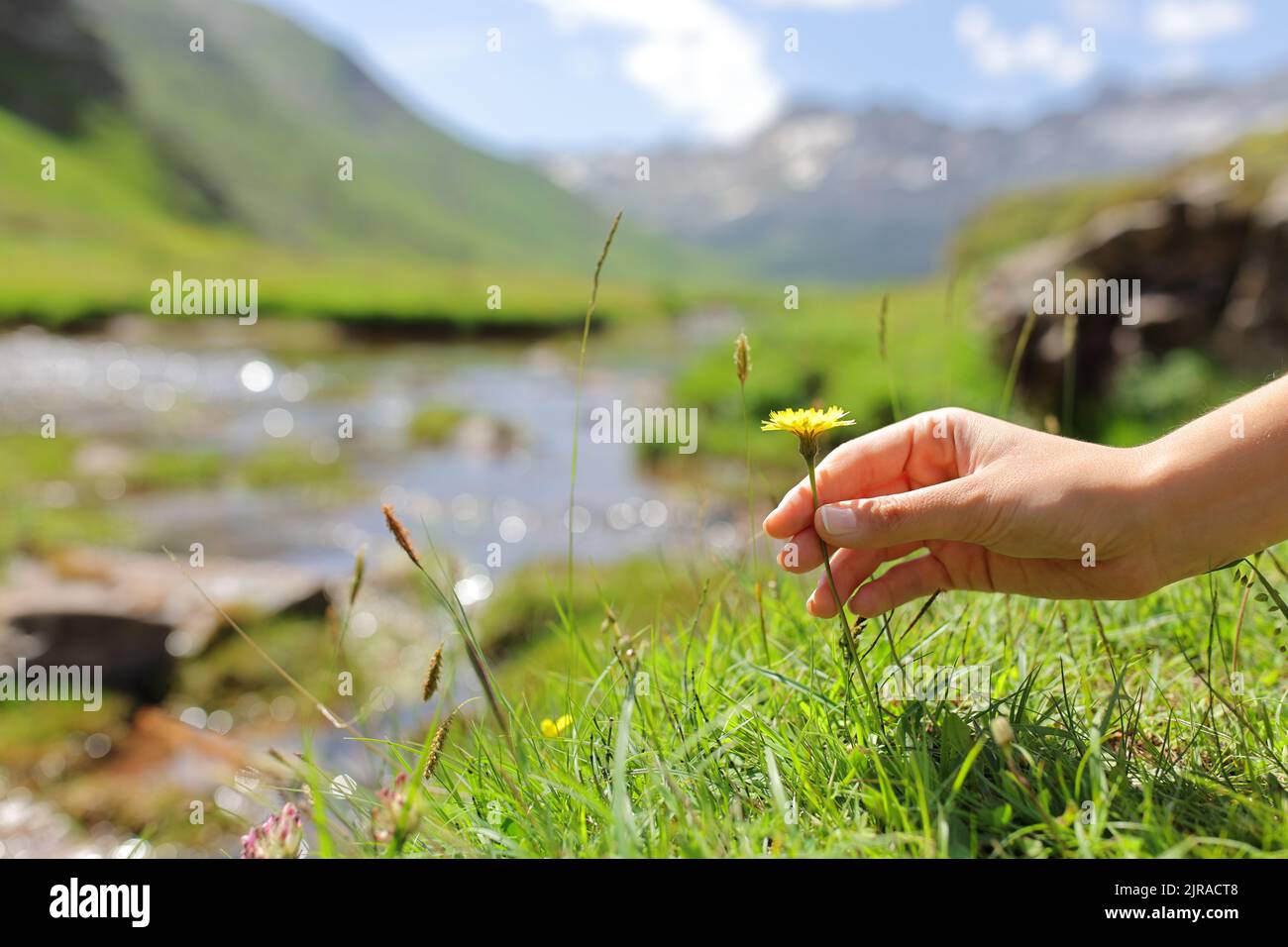 Close up portrait of a woman hand grounding touching flower in the green mountain Stock Photo