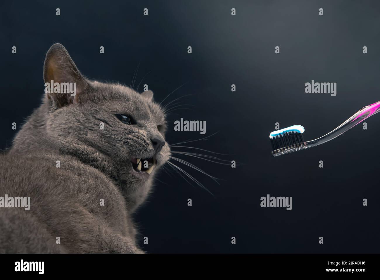 toothbrush with toothpaste for brushing teeth with a gray cat. feline veterinary and health care