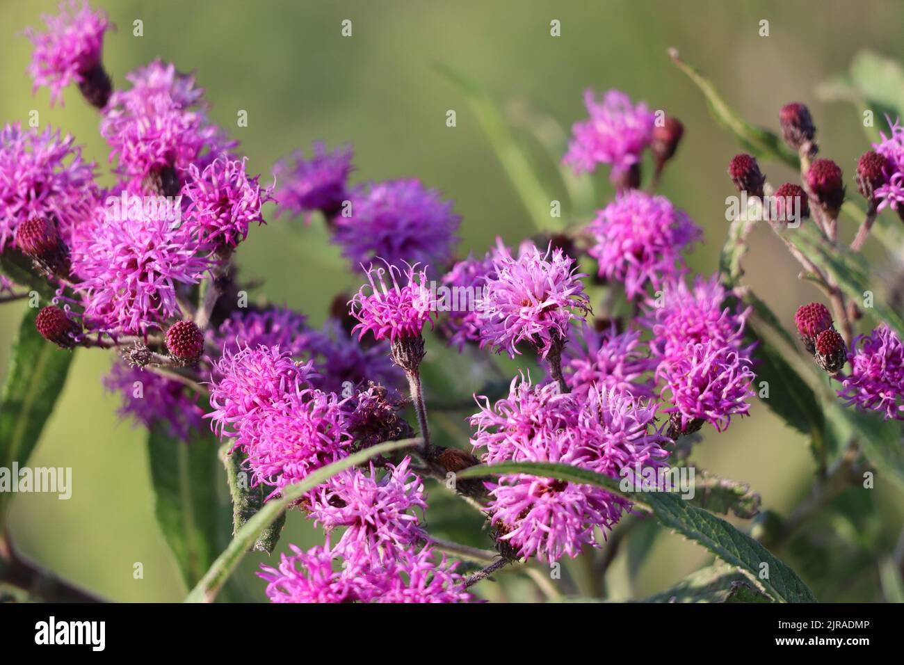 Field with blooming Iron weed Stock Photo