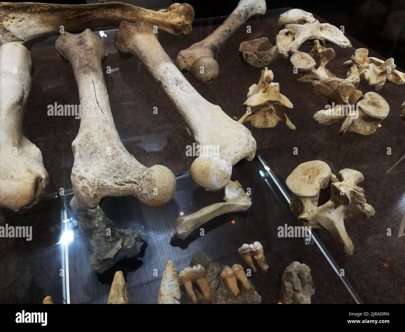 Bones and remains of ancient animals in the museum on a glass shelf in a row Stock Photo