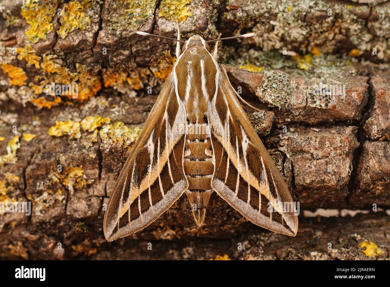 https://c8.alamy.com/comp/2JRAERN/detailed-closeup-on-the-beautiful-striped-hawk-moth-hyles-livornica-sitting-on-wood-2JRAERN.jpg