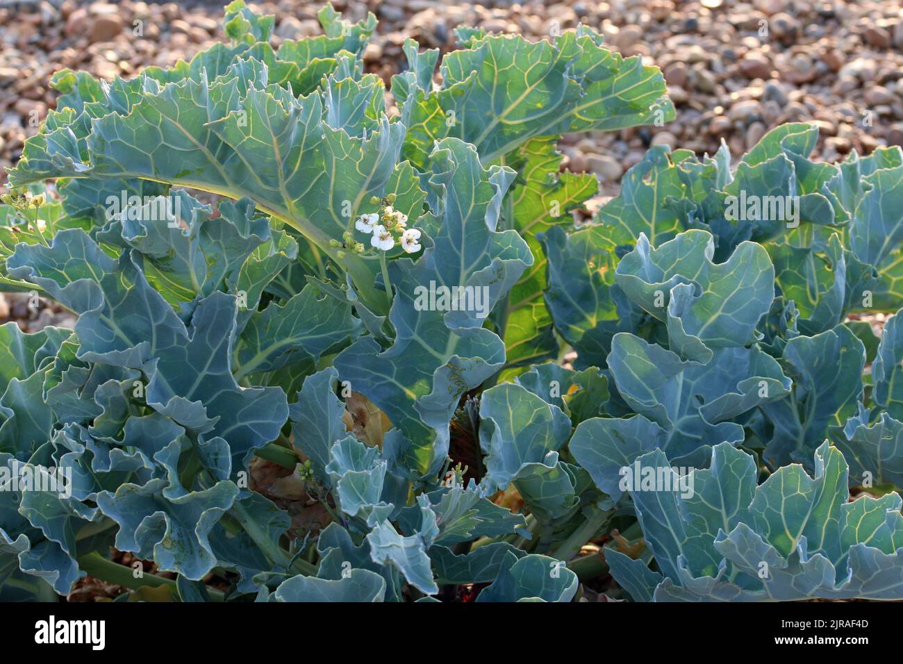 Sea kale, Crambe maritima, with flowers on a shingle beach with a blurred background of pebbles and lit by sunlight from behind. Stock Photo