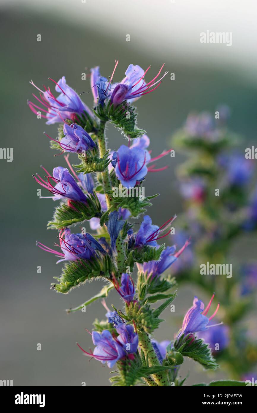 Blue vipers bugloss, Echium vulgare, flowers in close up with a blurred background of beach shingle pebbles and grey sky. Stock Photo