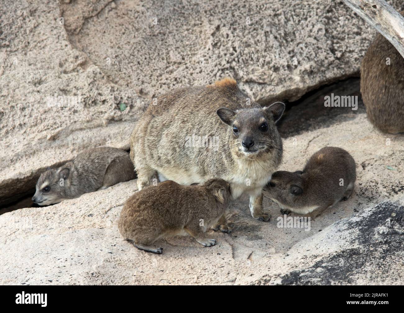 A female Bush Hyrax feeds her twins. They have a pair of pectoral mammary glands and then two pairs on the belly. Stock Photo