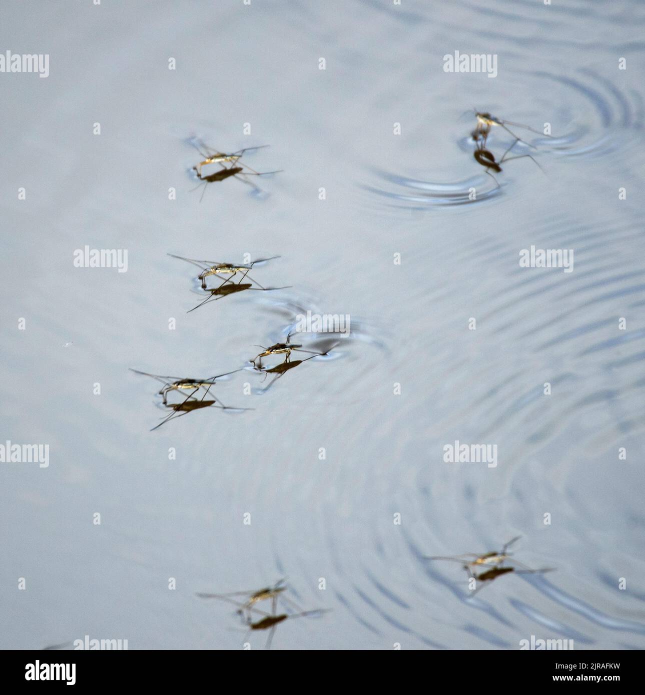 Pond Skaters skim across the surface of the water without breaking the meniscus. Their sensitive feelers detect movements of prey on the water Stock Photo