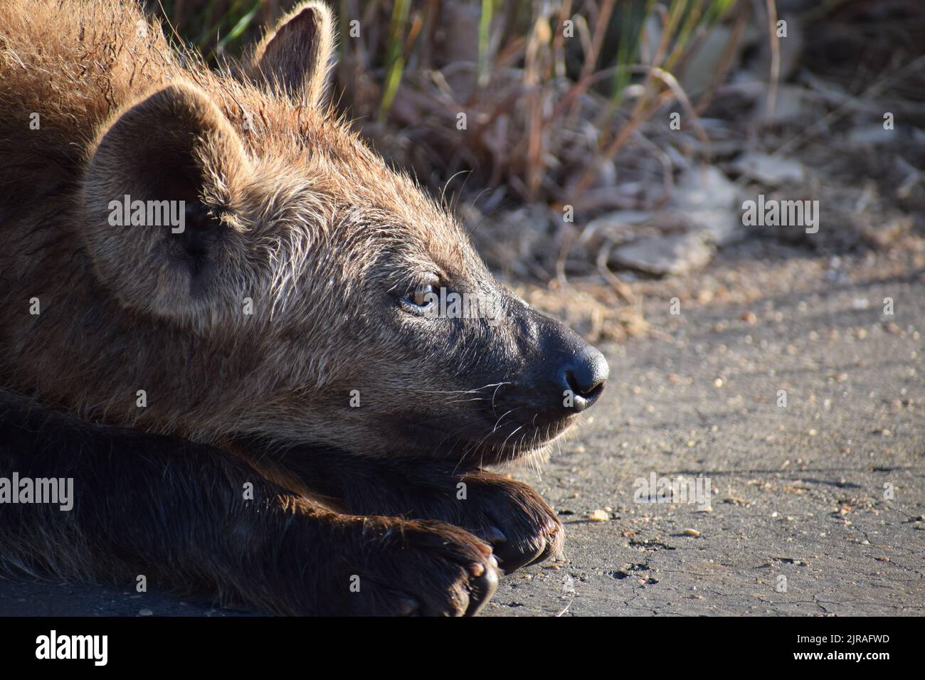 Relaxed yet alert hyena cub keeping an eye out for potential threats while sunning himself on the roadside. Stock Photo