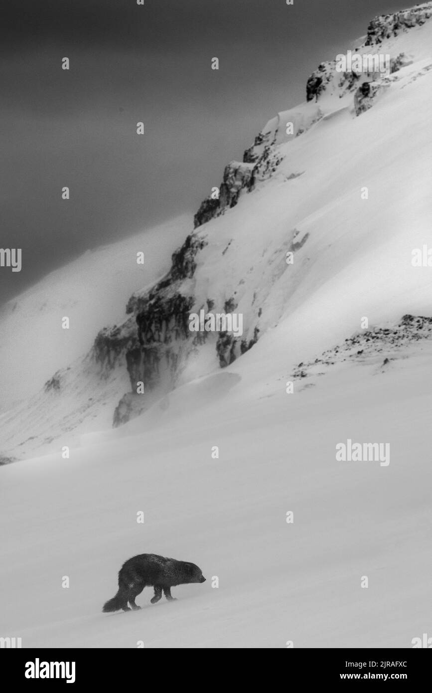 Mountain fox Black and White Stock Photos & Images - Alamy