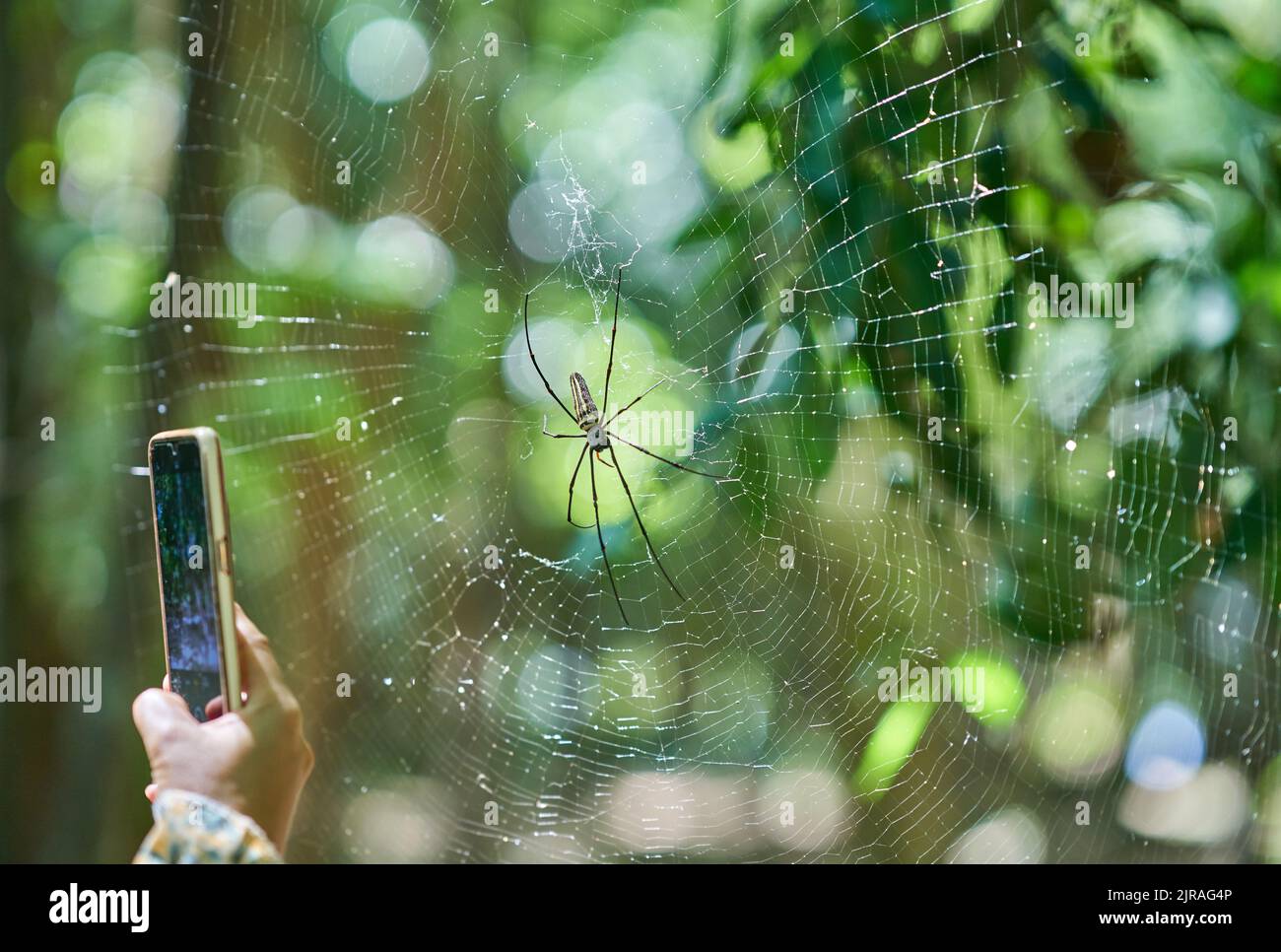 Taking photos of a large spiderweb and spider in a forest in evening sunlight. Stock Photo