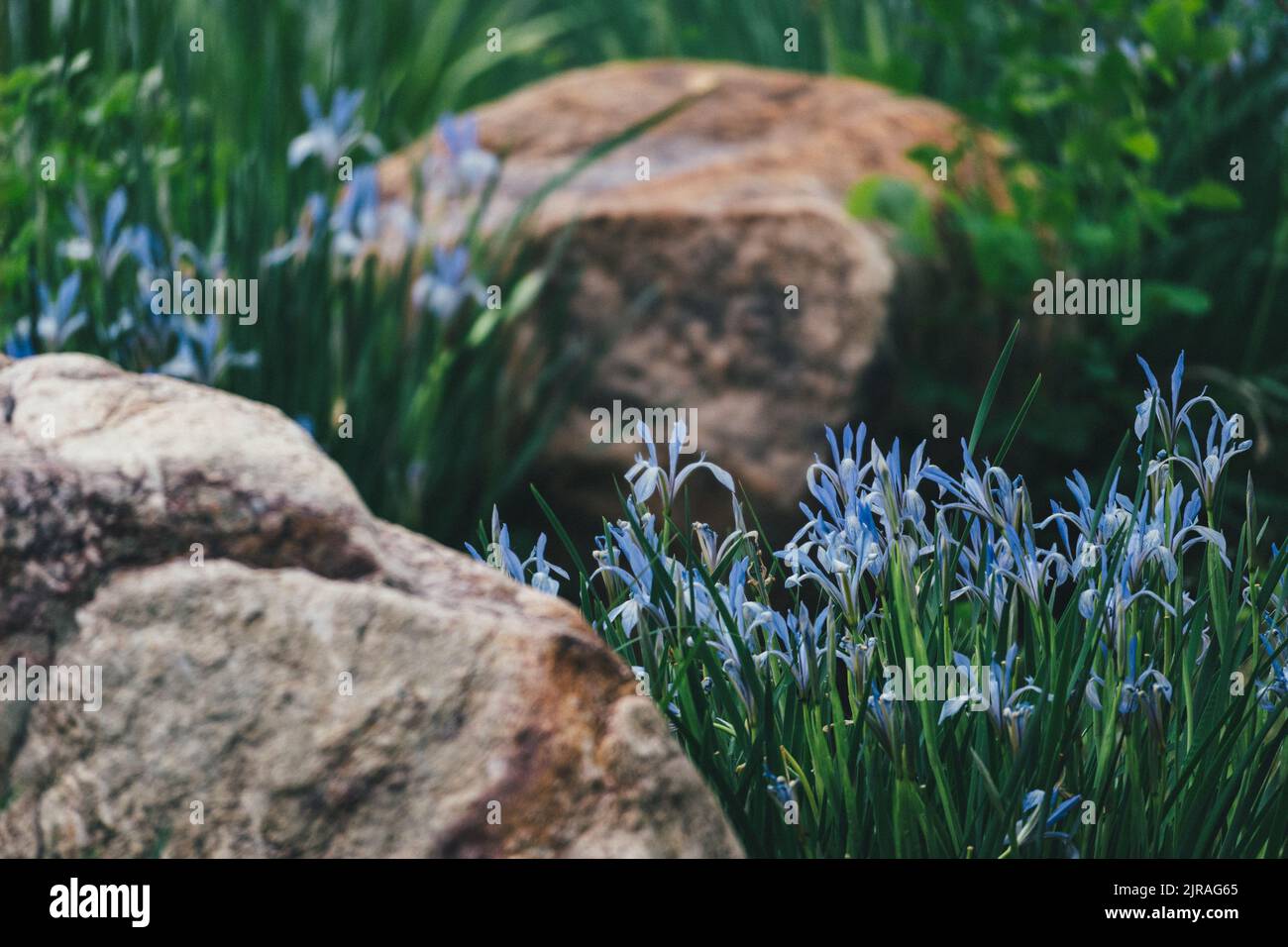 BLOSSOM Iris lactea plants between rocks in the forest Stock Photo