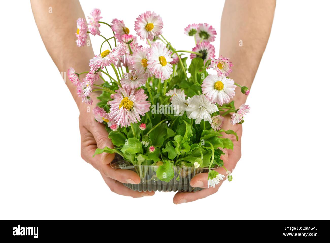 Man's hands hold pink blooming daisy seedling in plastic container isolated on white background. Sapling with roots for the garden, lush flowering pla Stock Photo
