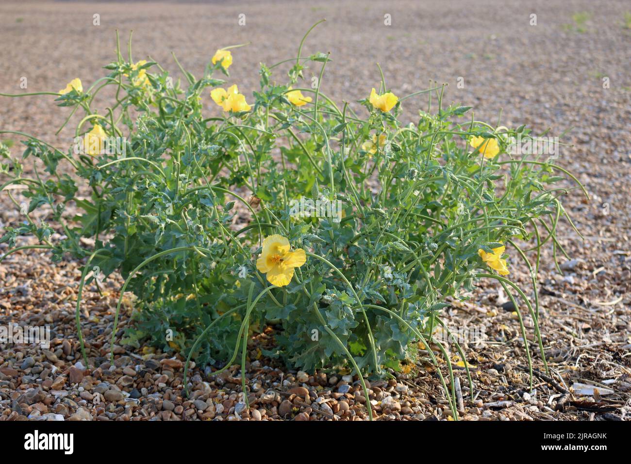 Yellow horned poppy, Glaucium flavum, plant with flowers and seed pods on a shingle beach of small pebbles blurred in the background. Stock Photo