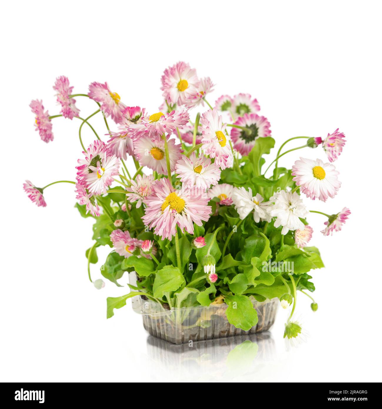 Pink daisy seedling in plastic container isolated on white background. Sapling with roots for the garden, lush flowering plant Stock Photo