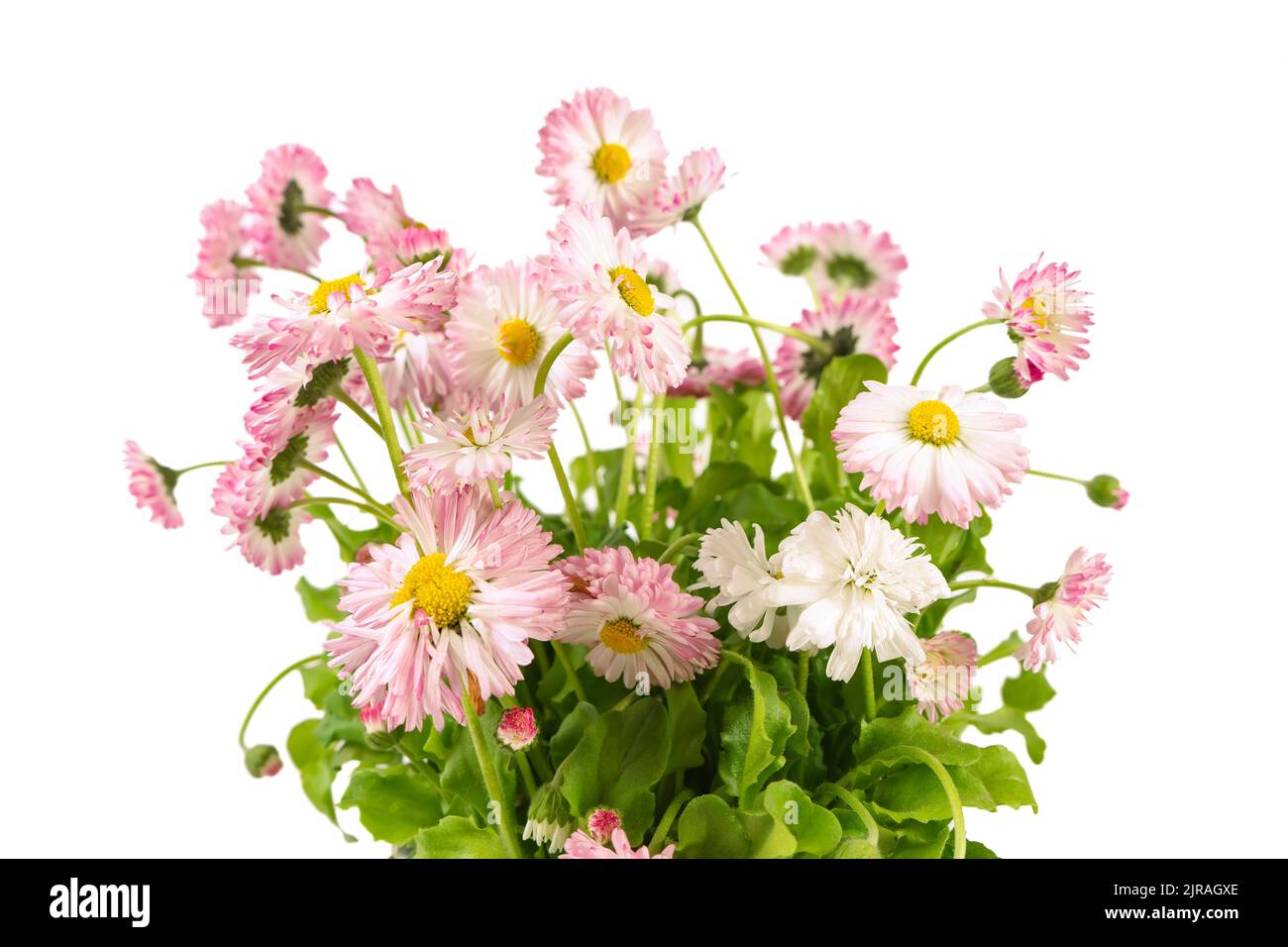 Pink blooming daisy flowers isolated on white background. Lush flowering plant for garden, beautiful bouquet, close up Stock Photo