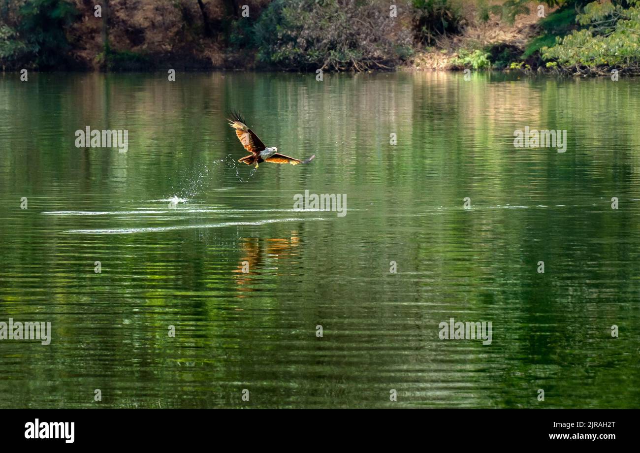 The red hawk is hunting prey on the river Stock Photo - Alamy