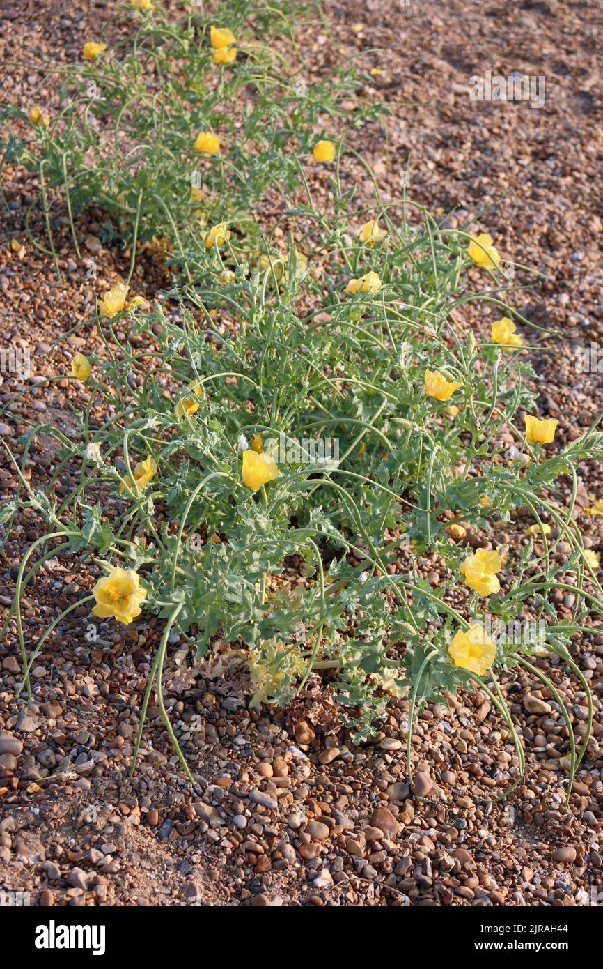 Yellow horned poppy, Glaucium flavum, plant with flowers and seed pods on a shingle beach of small pebbles blurred in the background. Stock Photo