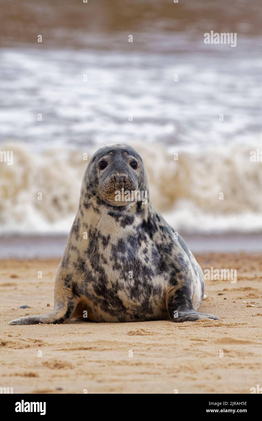 Grey seal on Horsey beach Stock Photo