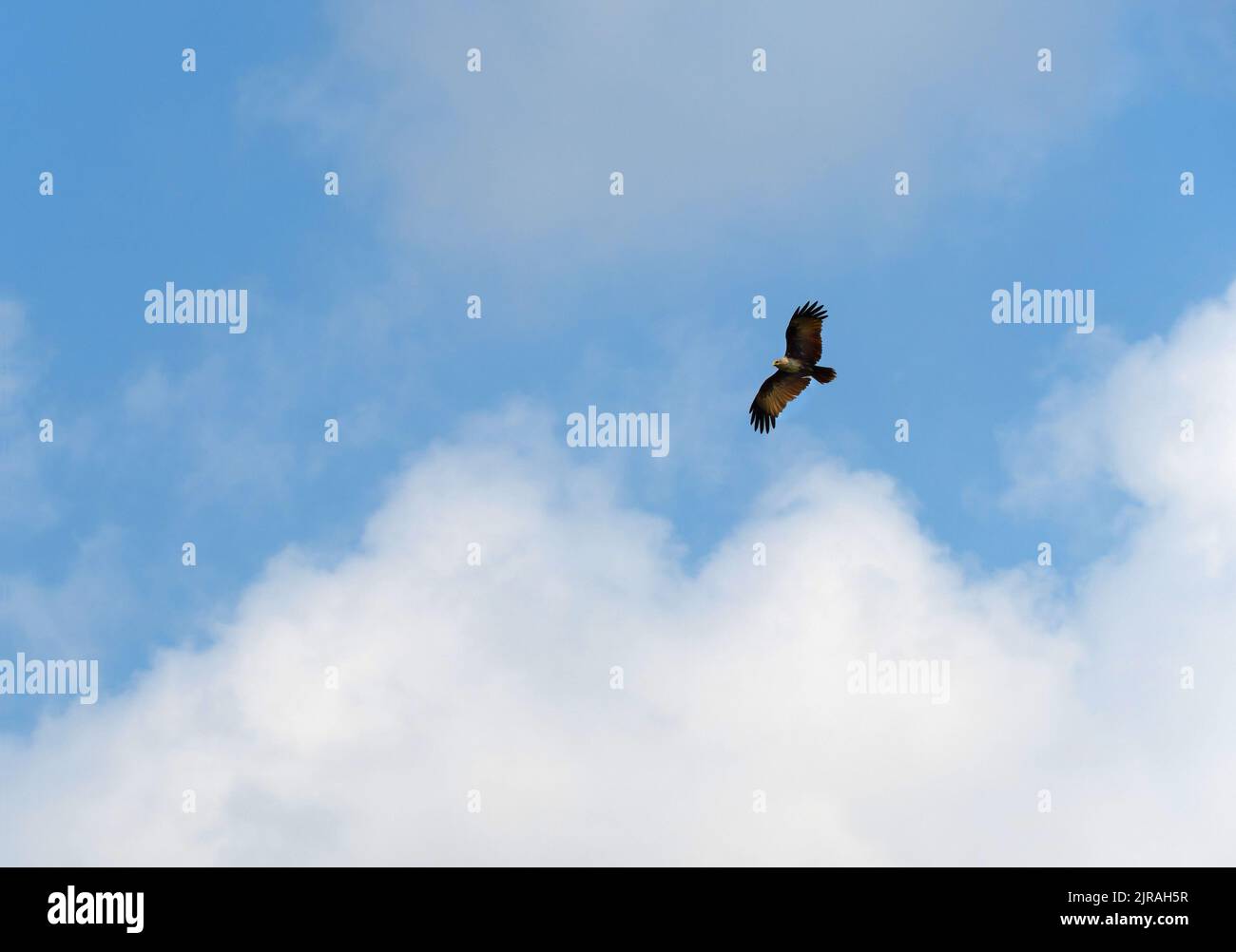 The falcon was flying freely in the sky. Stock Photo