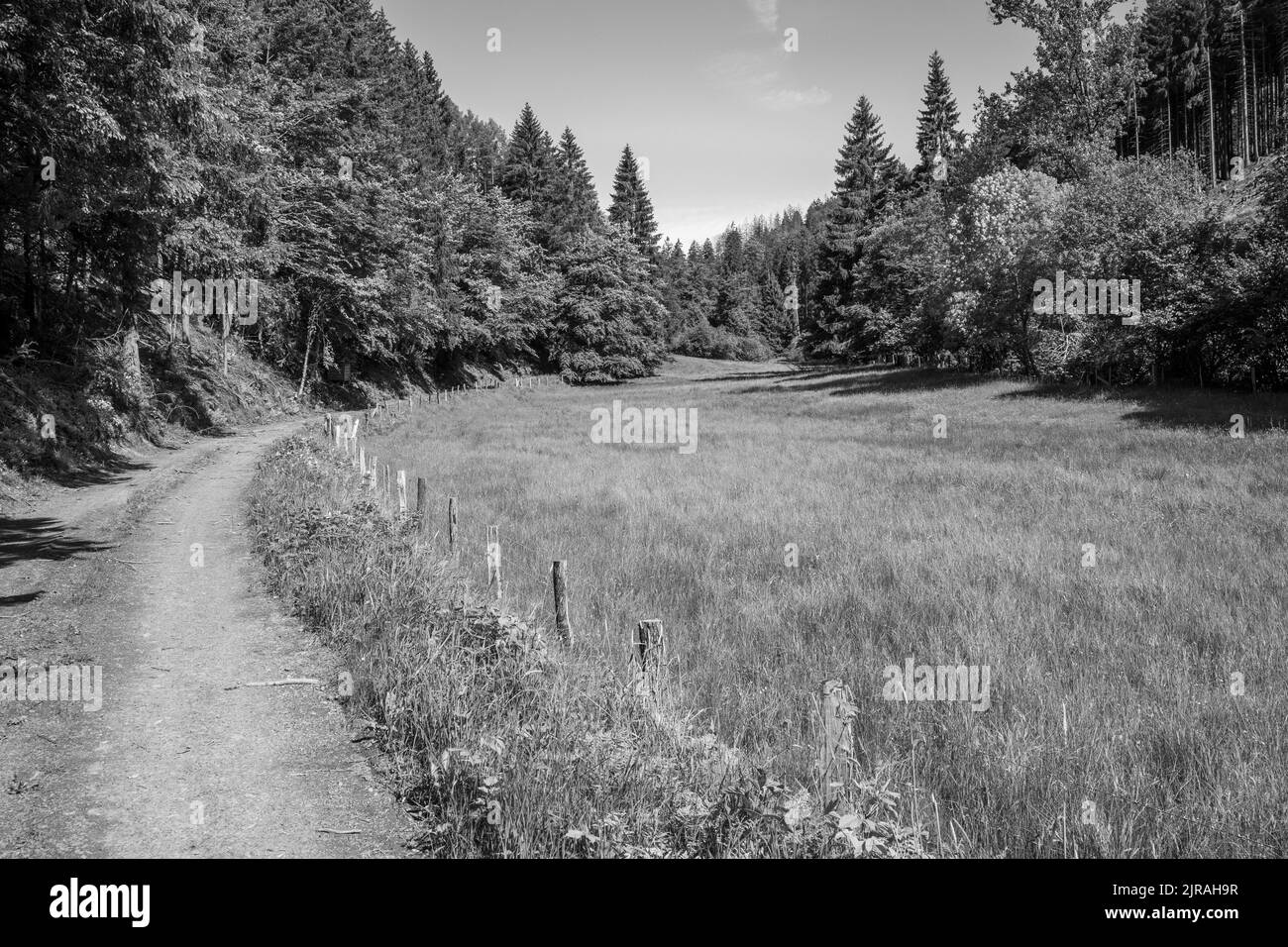 Black and white forest landscape hi-res stock photography and images ...