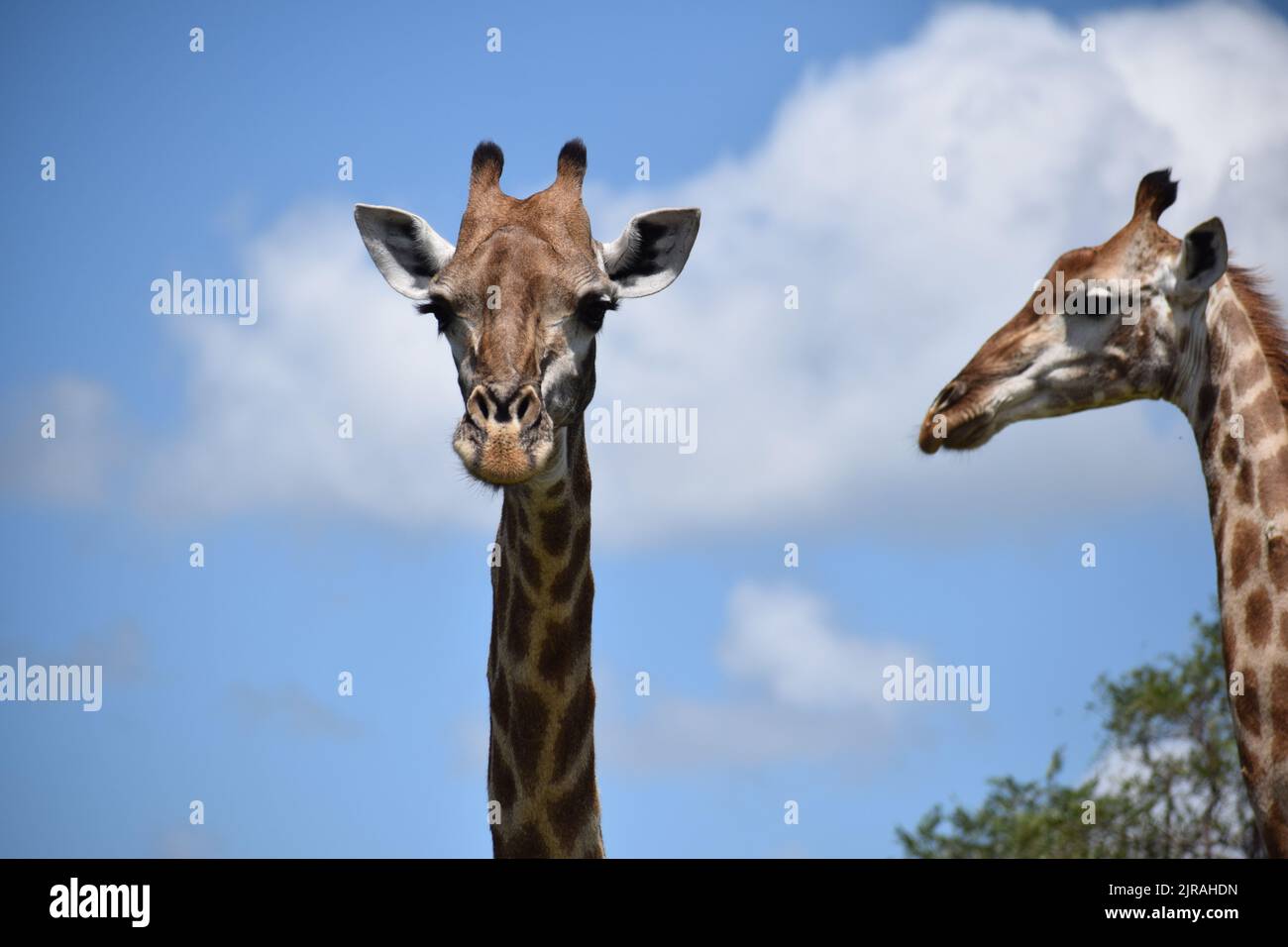 Image of two giraffe, one frontal and one side profile view, presenting two very different looking faces. Stock Photo
