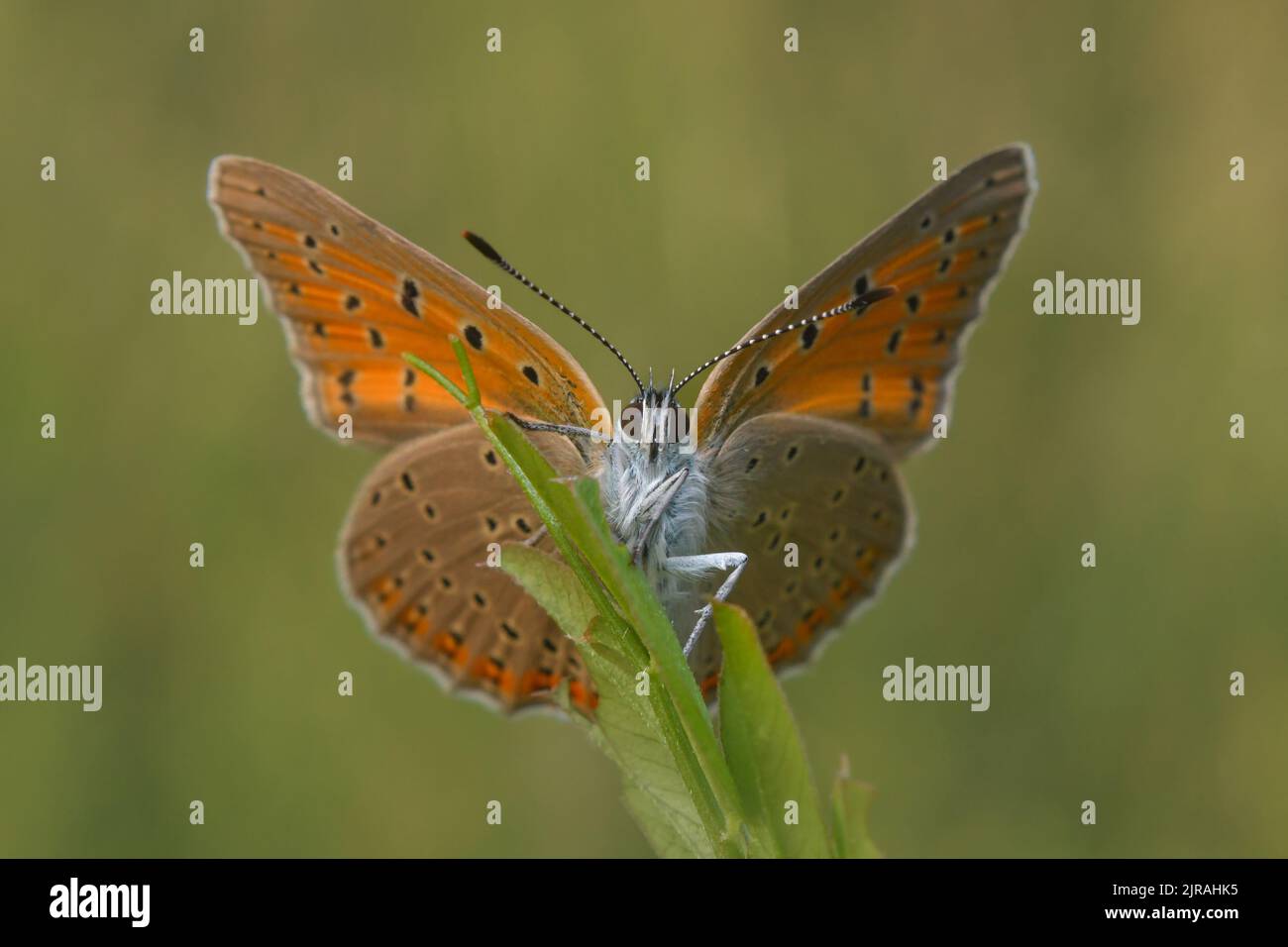 Orange butterfly on green background Stock Photo