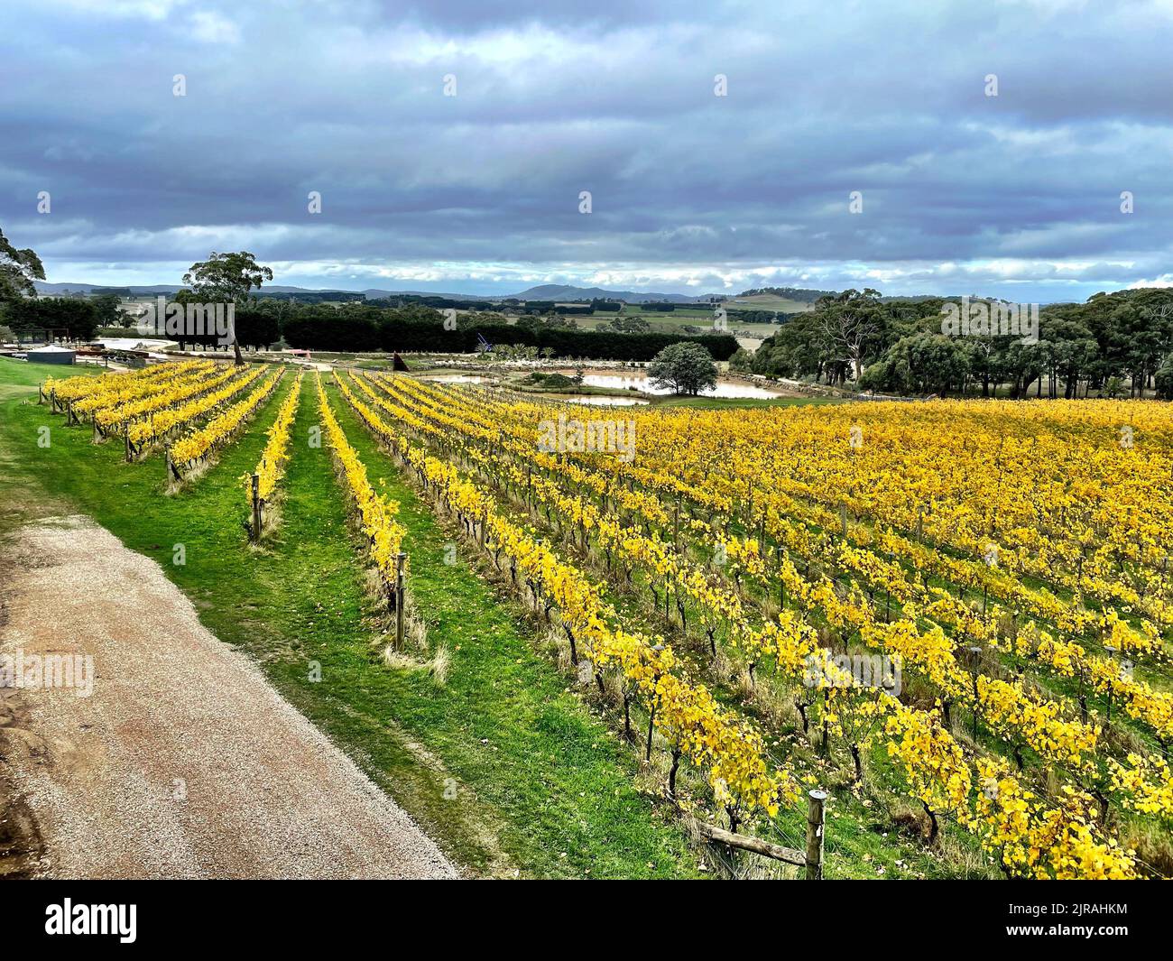 An aerial view of golden rows of grape vines in vineyard Stock Photo ...
