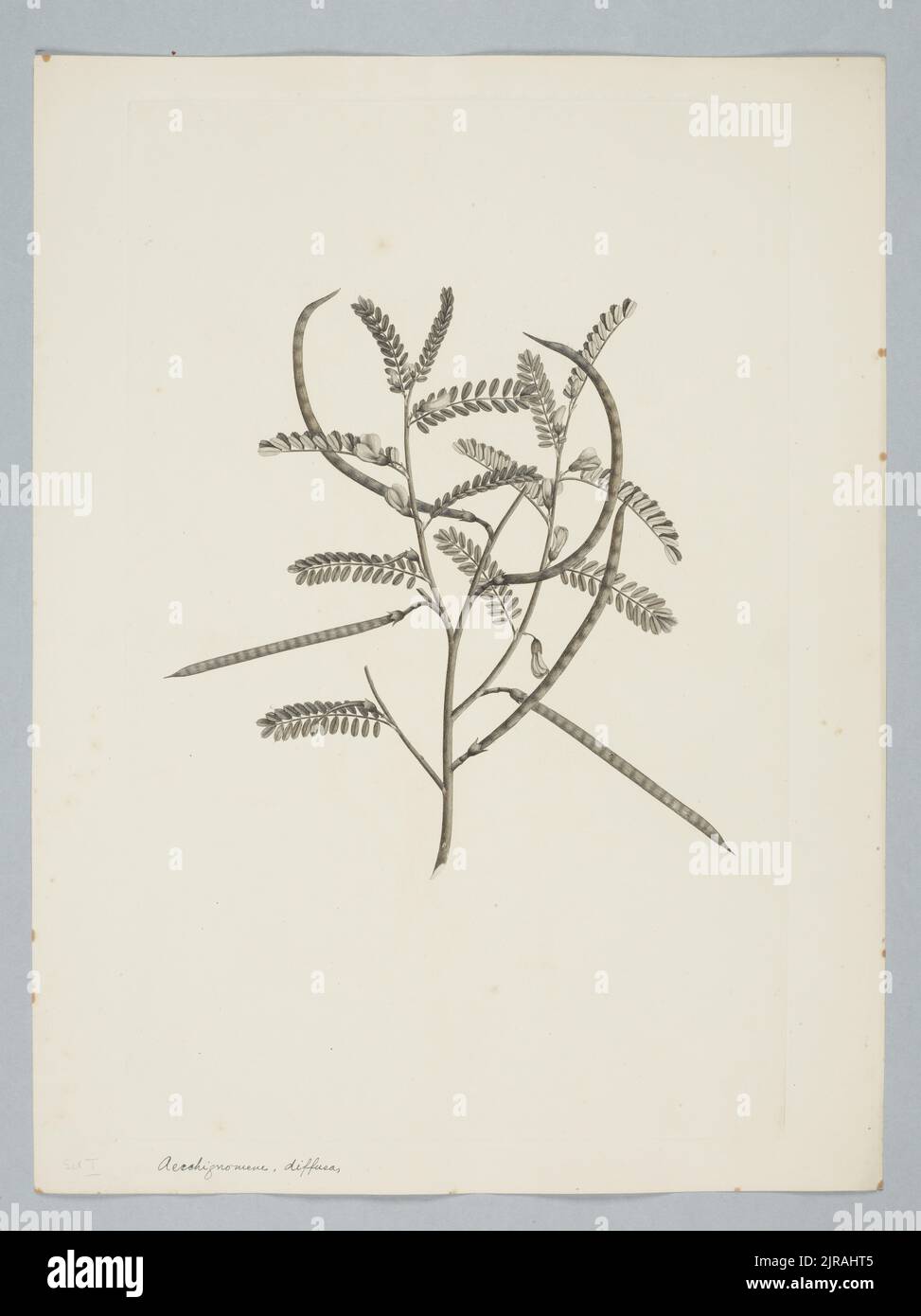 Sesbania cannabina (Retzius) Poiret in Lamark, by Sydney Parkinson. Gift of the British Museum, 1895. Stock Photo