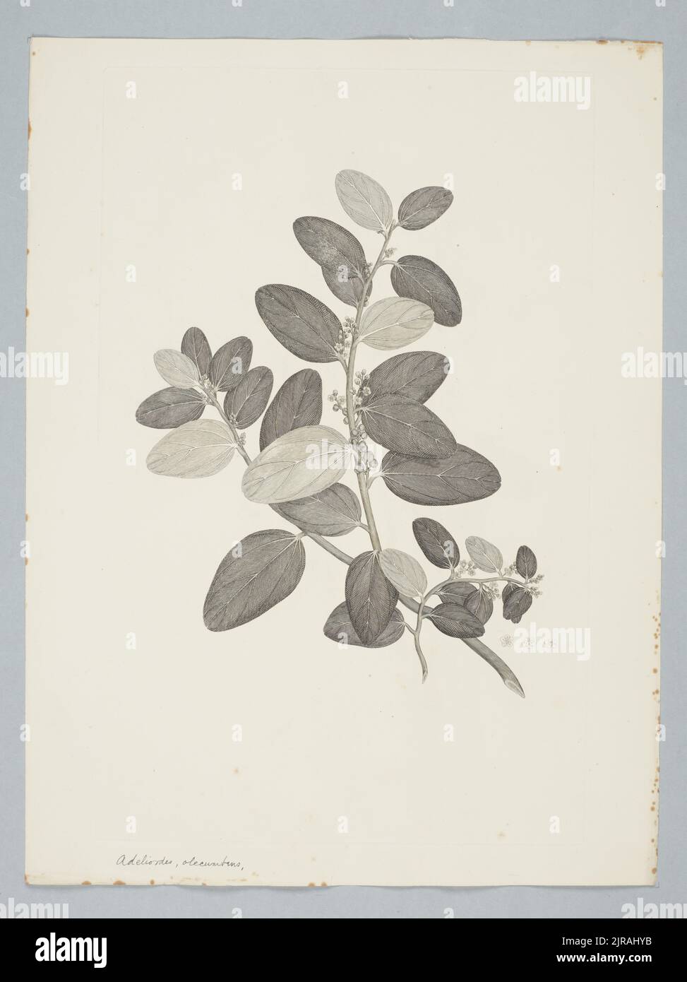 Hypserpa decumbens (Bentham) Diels in Engler, by Sydney Parkinson. Gift of the British Museum, 1895. Stock Photo