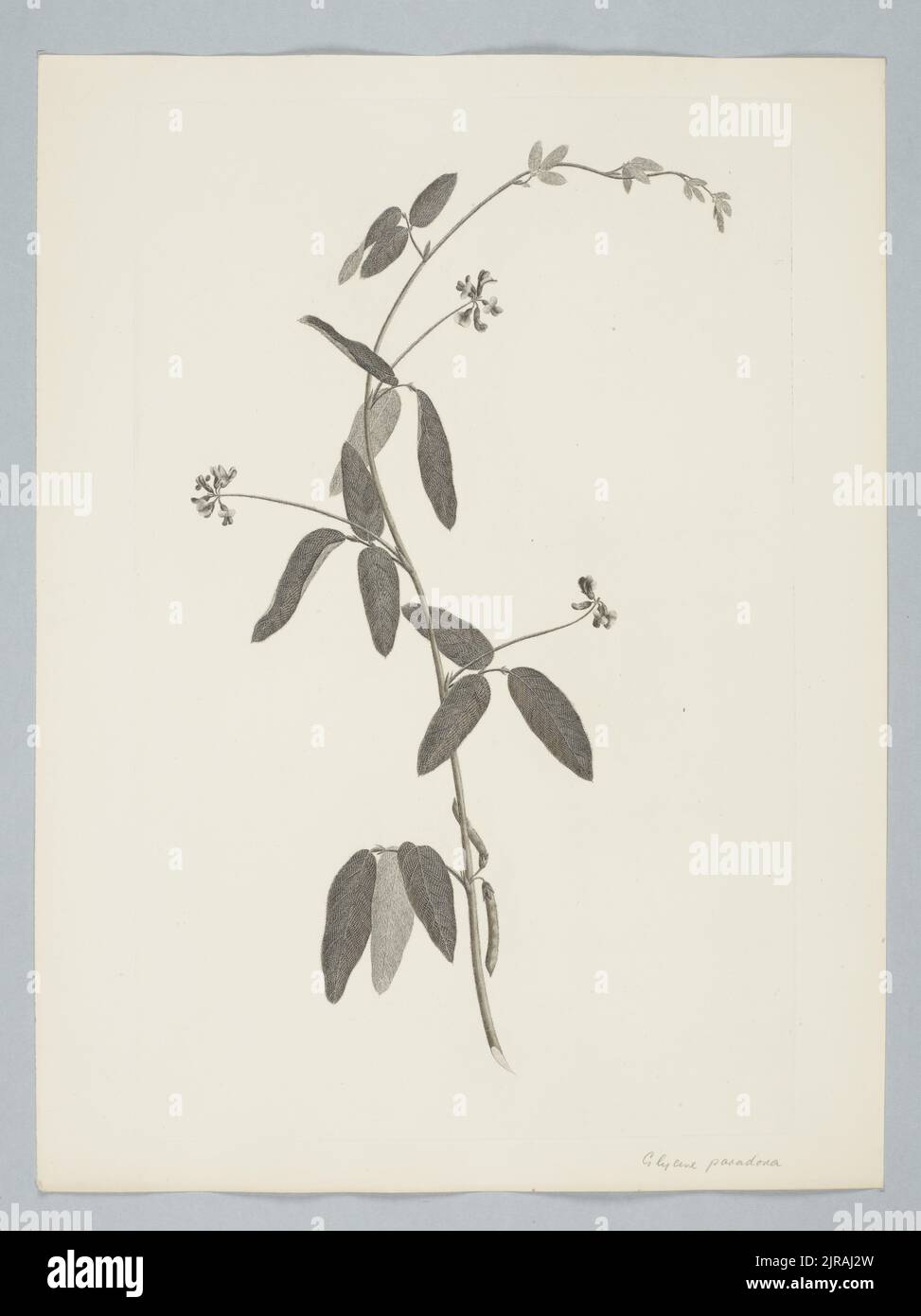 Glycine tomentella Hayata, by Sydney Parkinson. Gift of the British Museum, 1895. Stock Photo