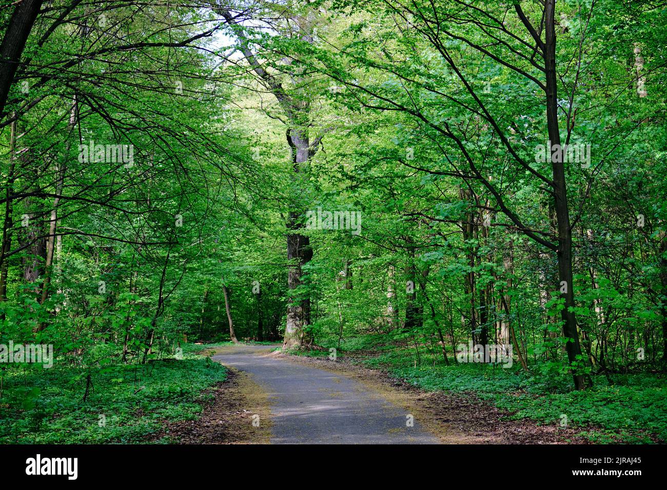 beautiful green park in spring Stock Photo - Alamy