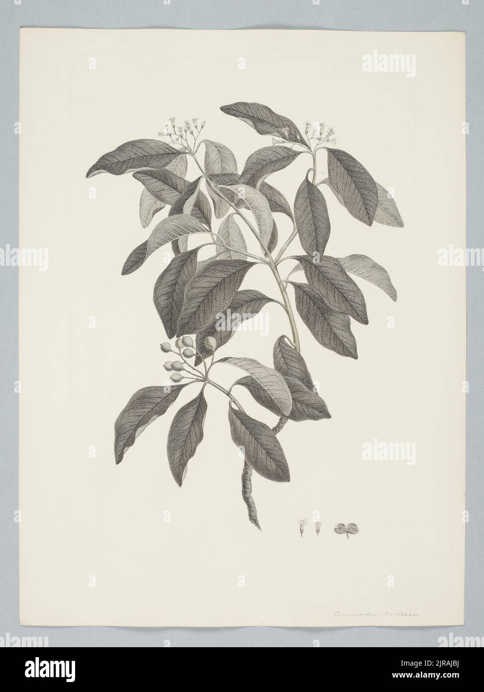 Pittosporum ferrugineum W.T. Aiton, by Sydney Parkinson. Gift of the British Museum, 1895. Stock Photo