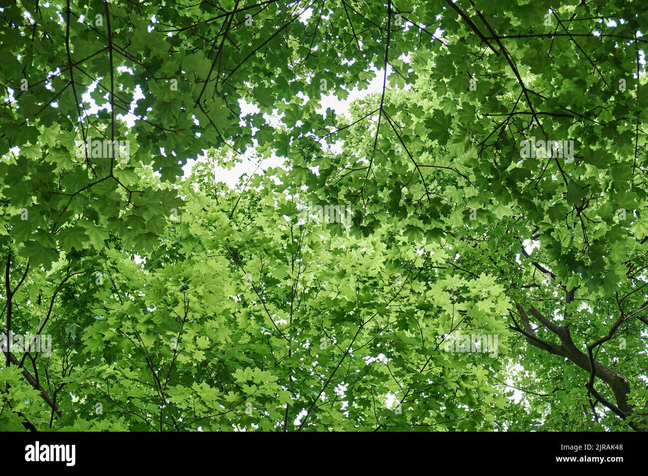 Green leaves on a tree hi-res stock photography and images - Alamy