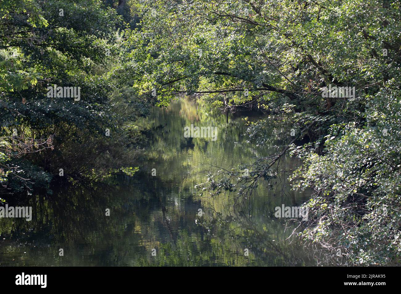 River course overgrown with trees and bushes Stock Photo