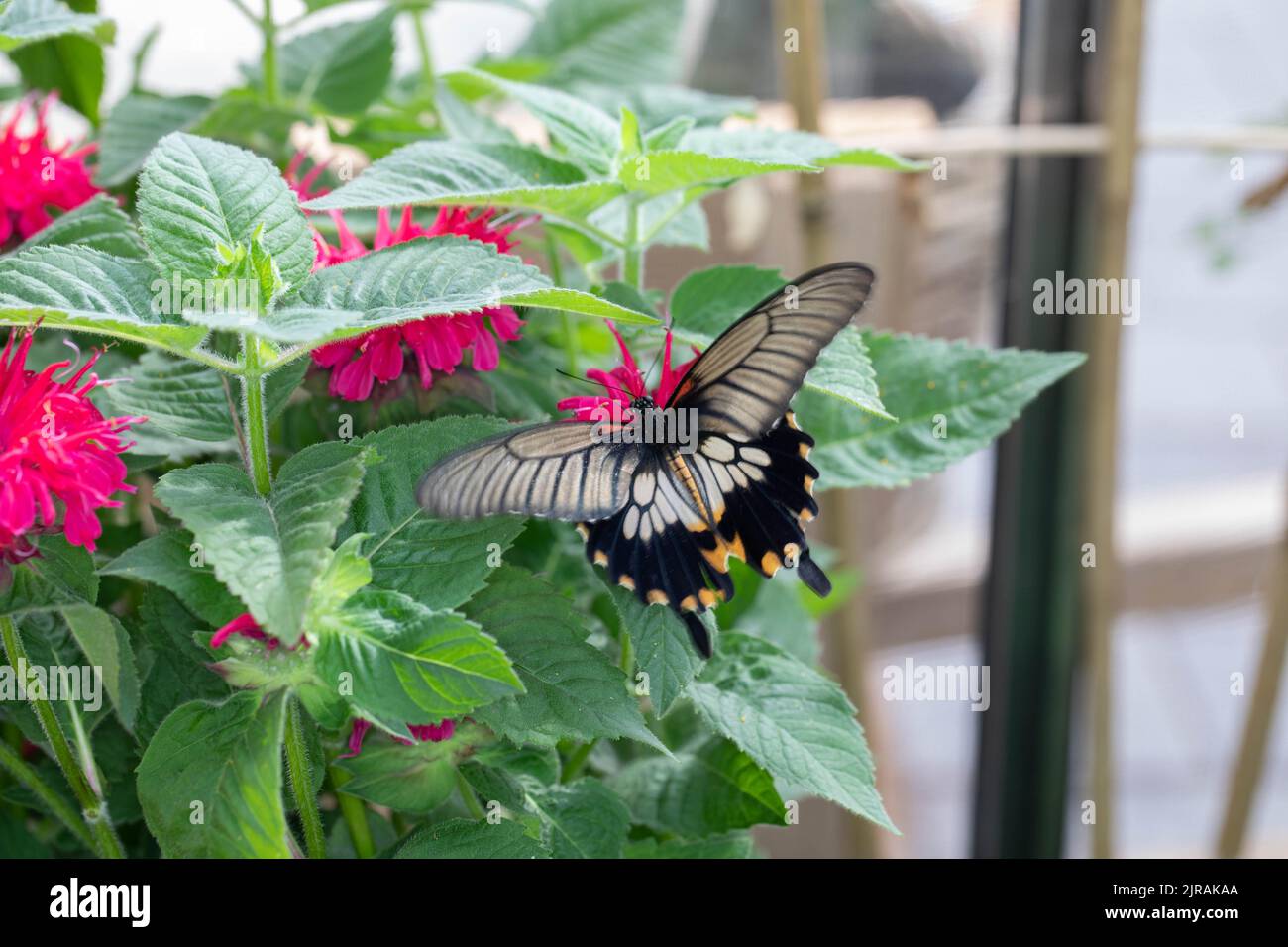 colorful exotic butterfly on flowers Stock Photo