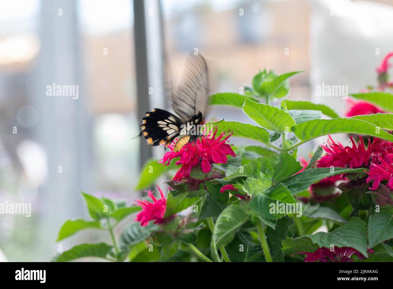 colorful exotic butterfly on flowers Stock Photo