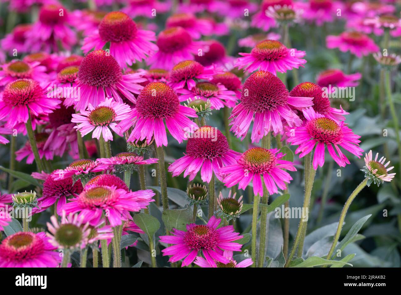 colrful Flowers in summer meadow Stock Photo