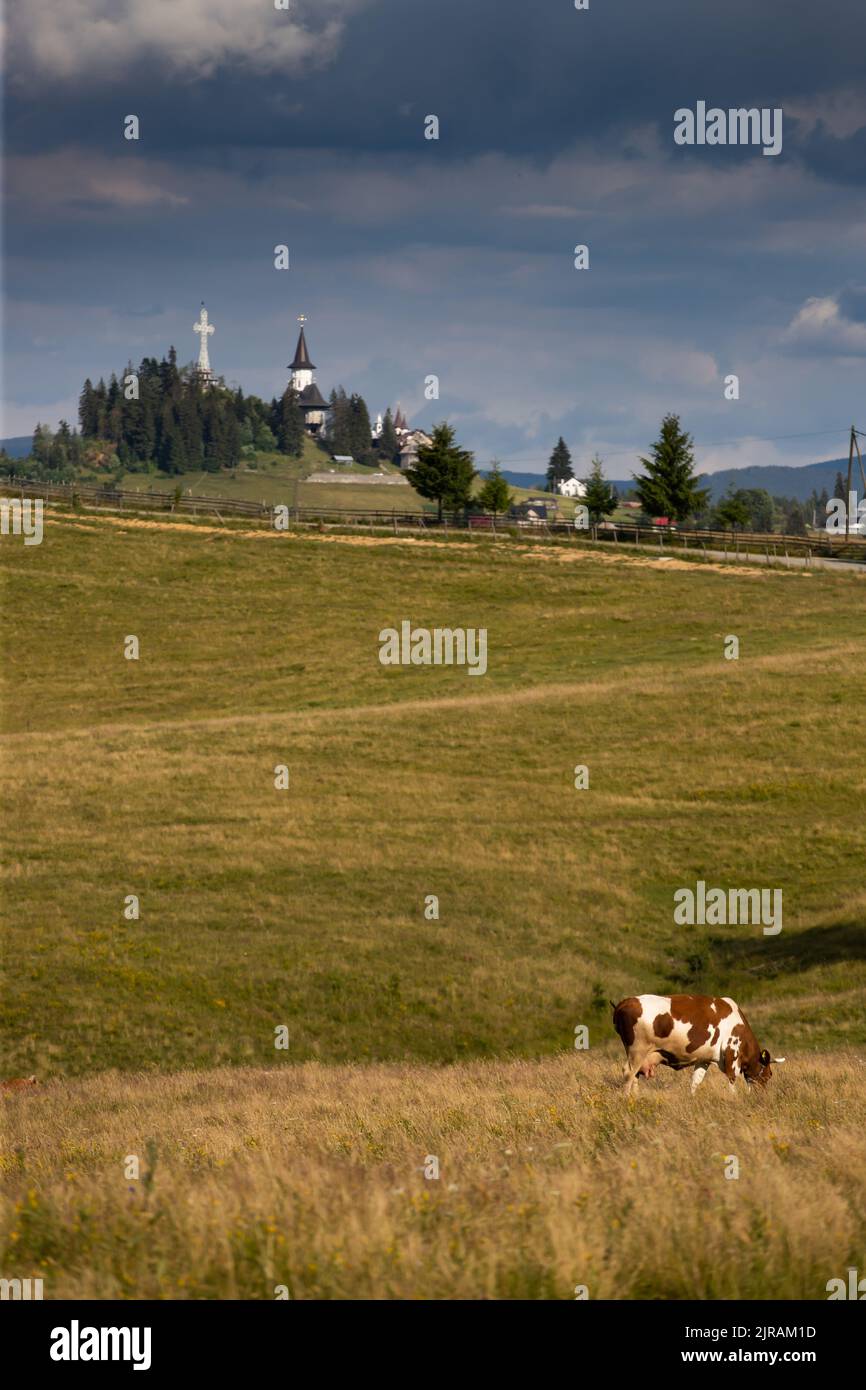 Romanian idyllic countryside landscape with grazing cows and the ...