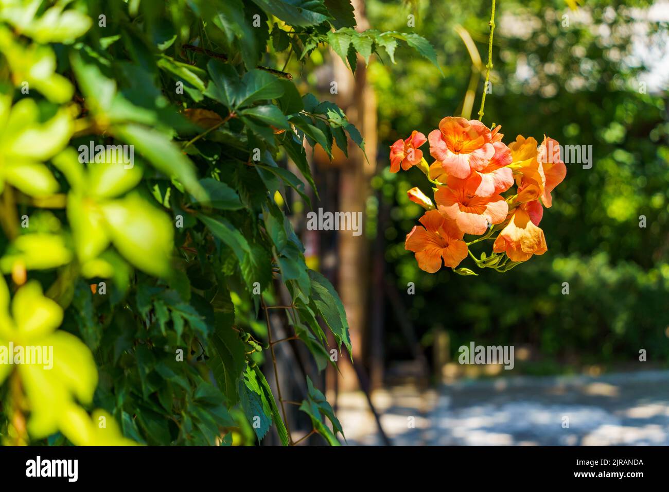 Campsis grandiflora blossom, with large, bright orange, showy trumpet