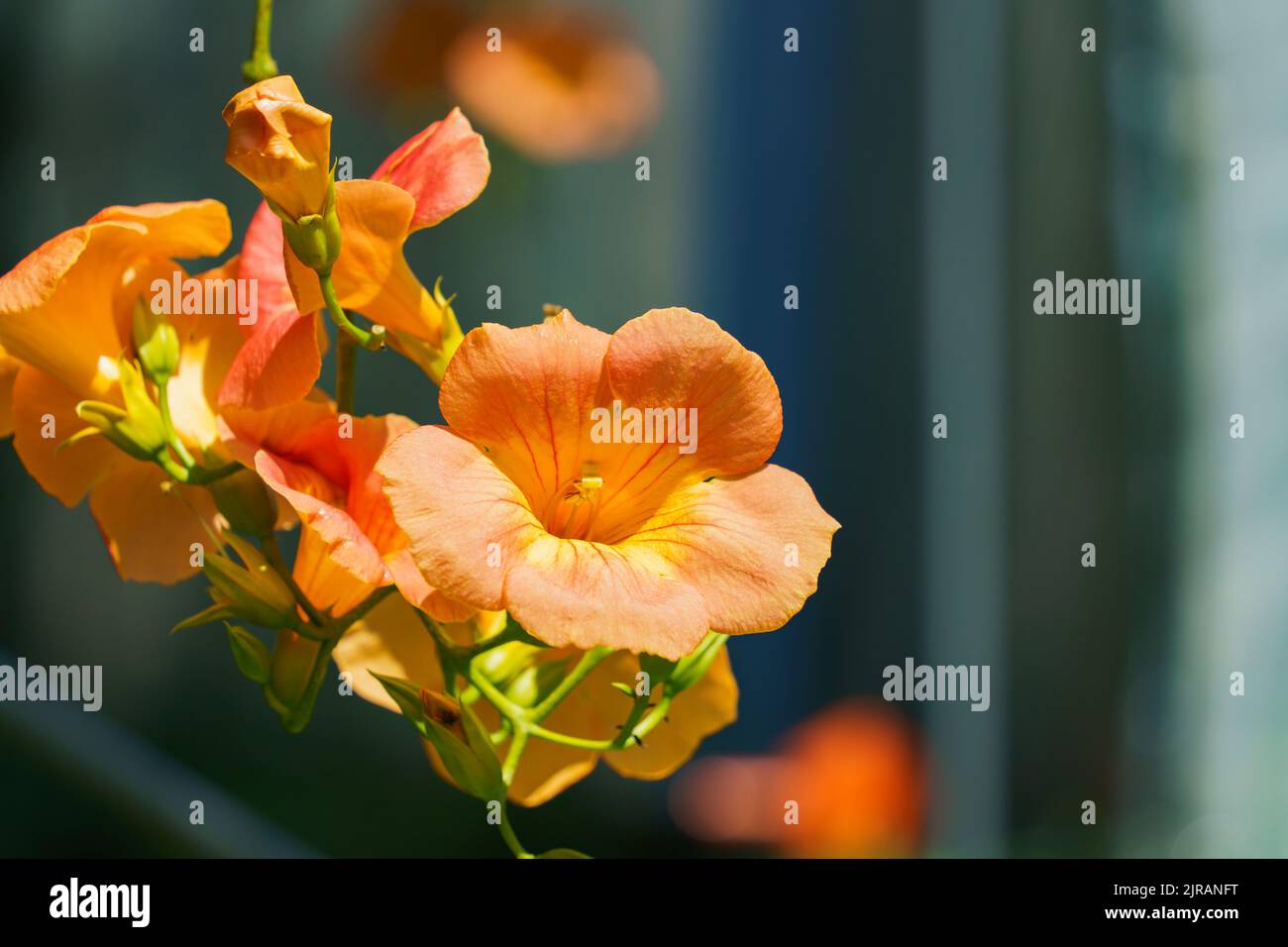 Campsis grandiflora blossom, with large, bright orange, showy trumpet