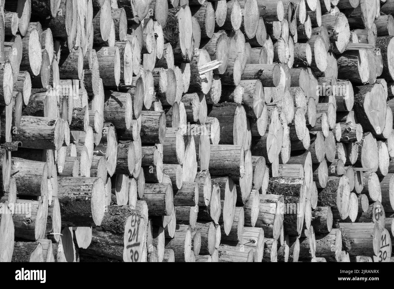 A black and white shot of a stack of sawn spruce wood logs in a forest