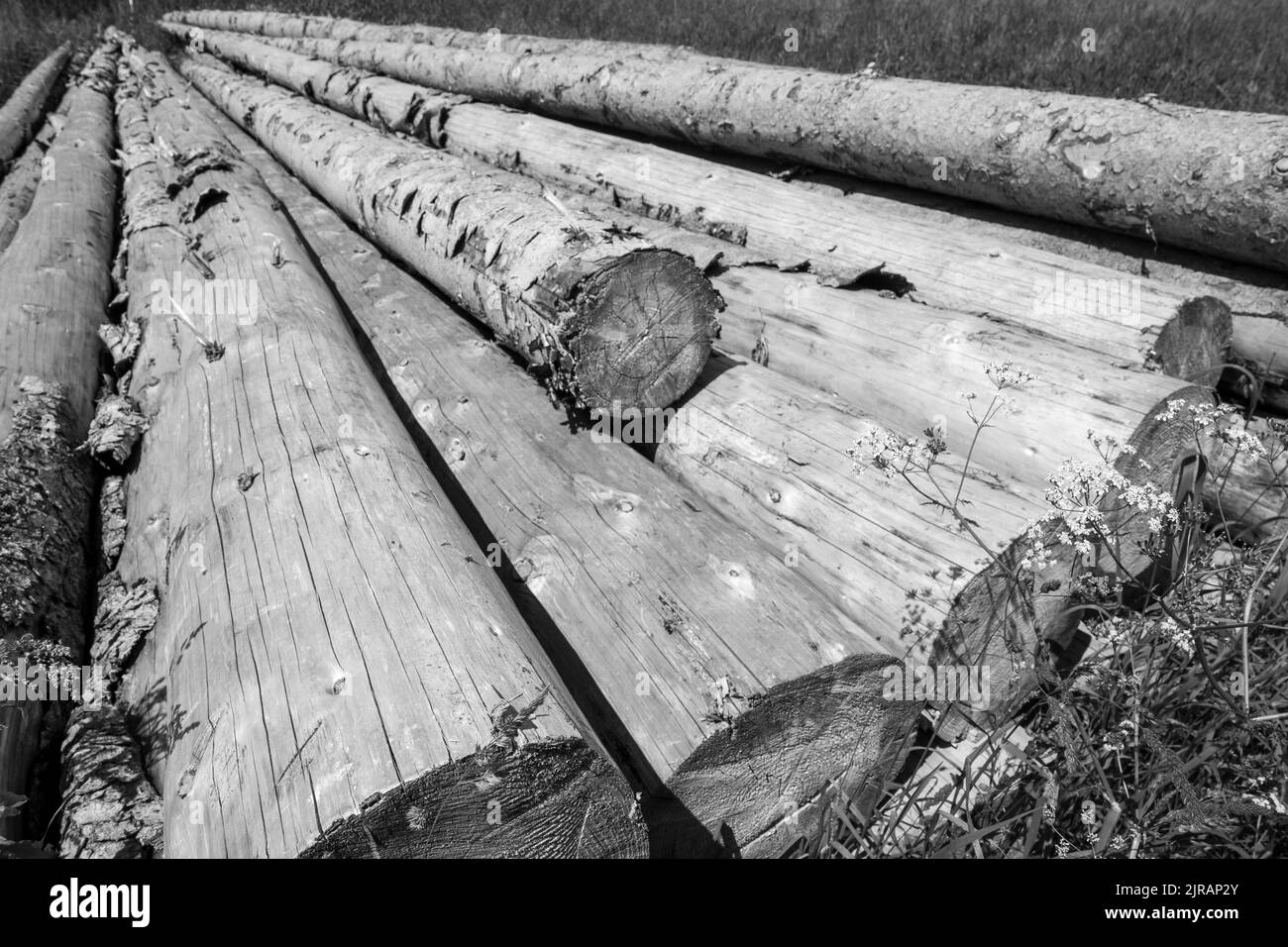 A black and white shot of a stack of sawn spruce wood logs in a forest