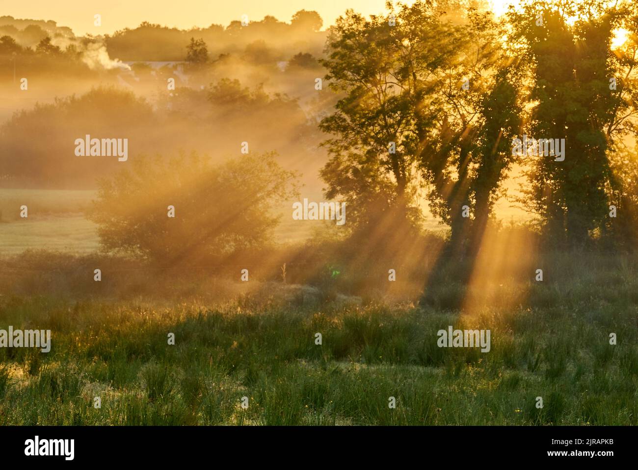 A magical sunrise through a tree on a misty morning in Ireland. Stock Photo