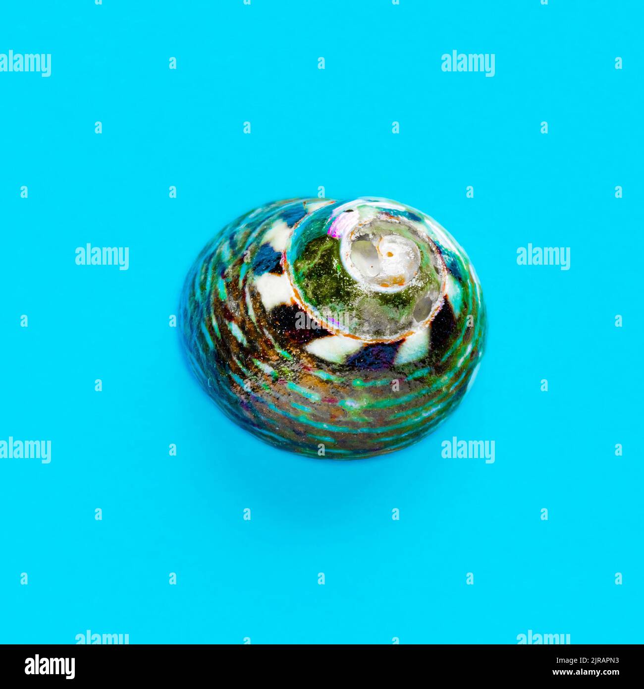 Lith Seashell Flat Lay isolated image of a coastal seashell on a light blue ...