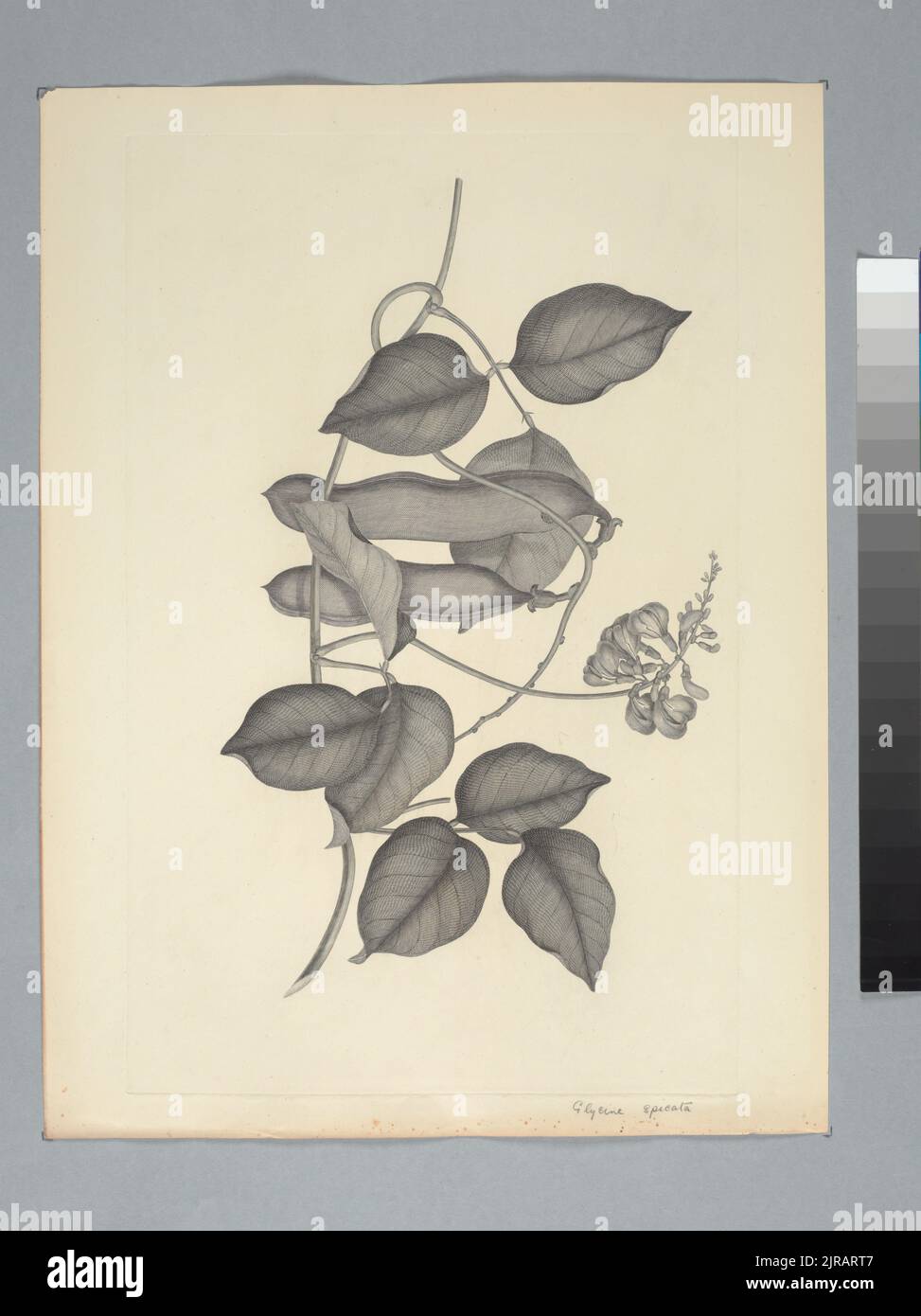 Canavalia rosea (Swartz) de Candolle, by Sydney Parkinson. Gift of the British Museum, 1895. Stock Photo