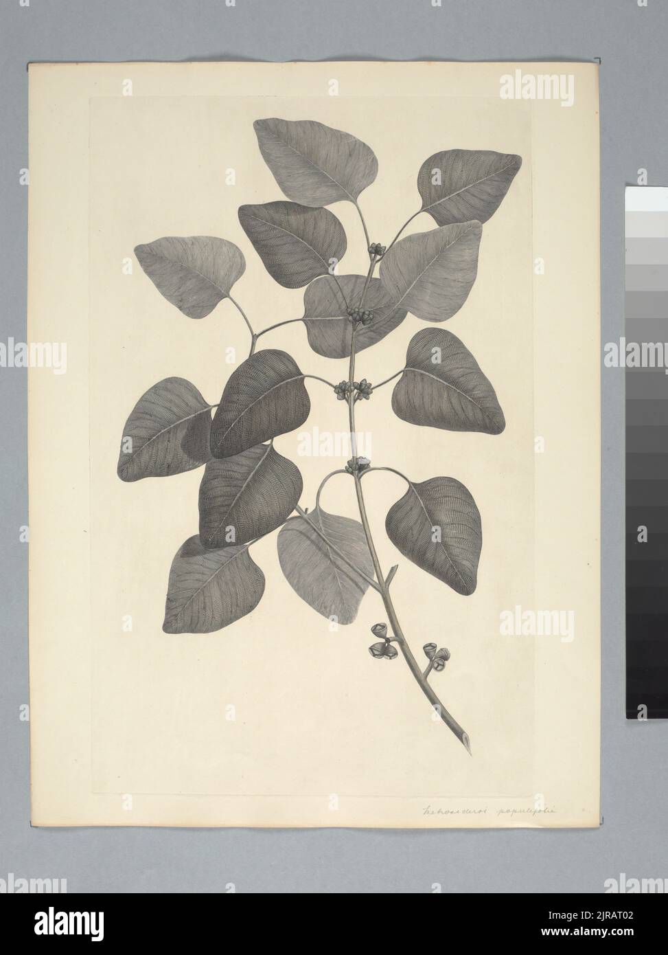 Eucalyptus alba Reinwardt ex Blume, by Sydney Parkinson. Gift of the British Museum, 1895. Stock Photo