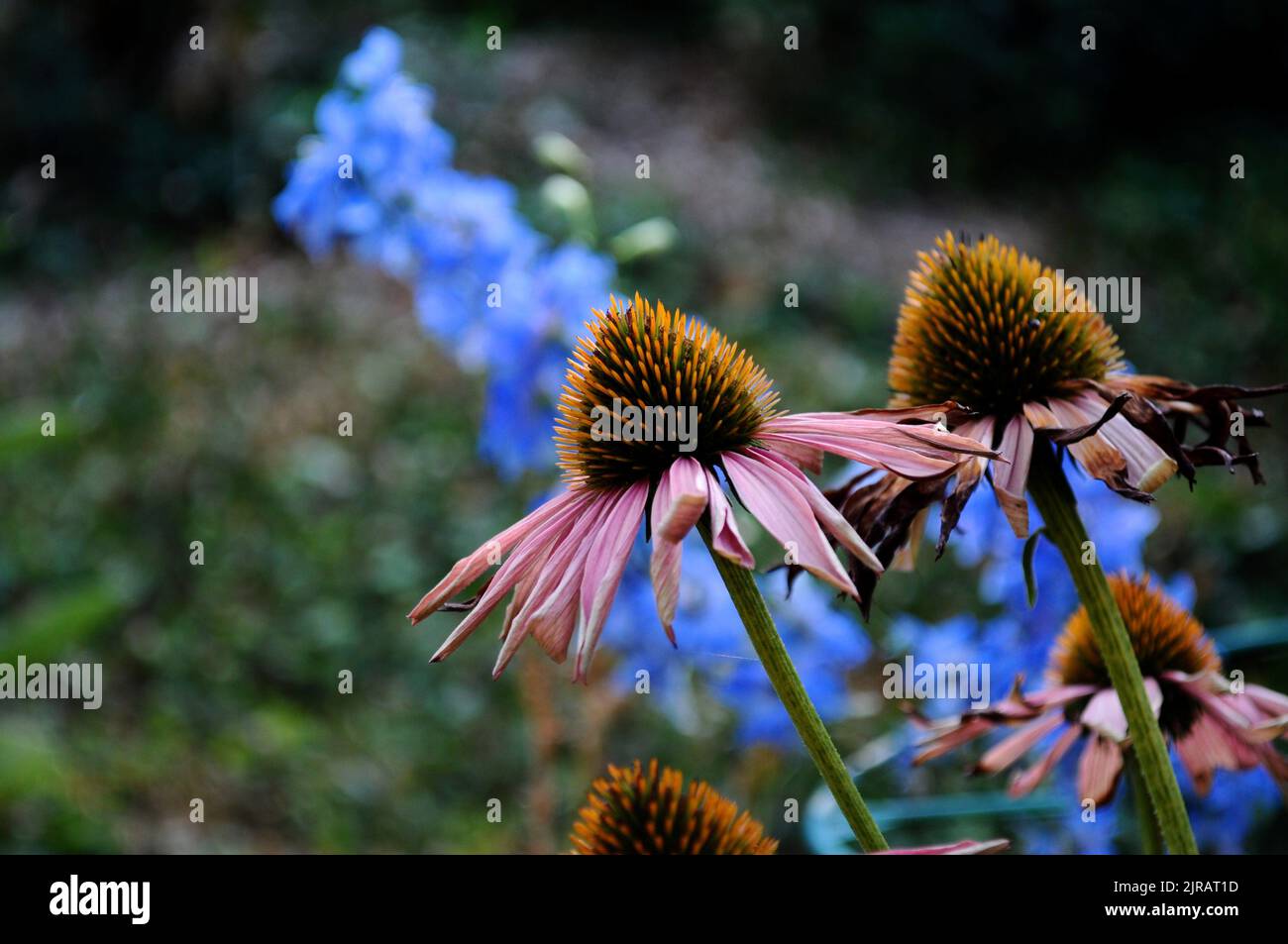 Flowers in the summer Stock Photo