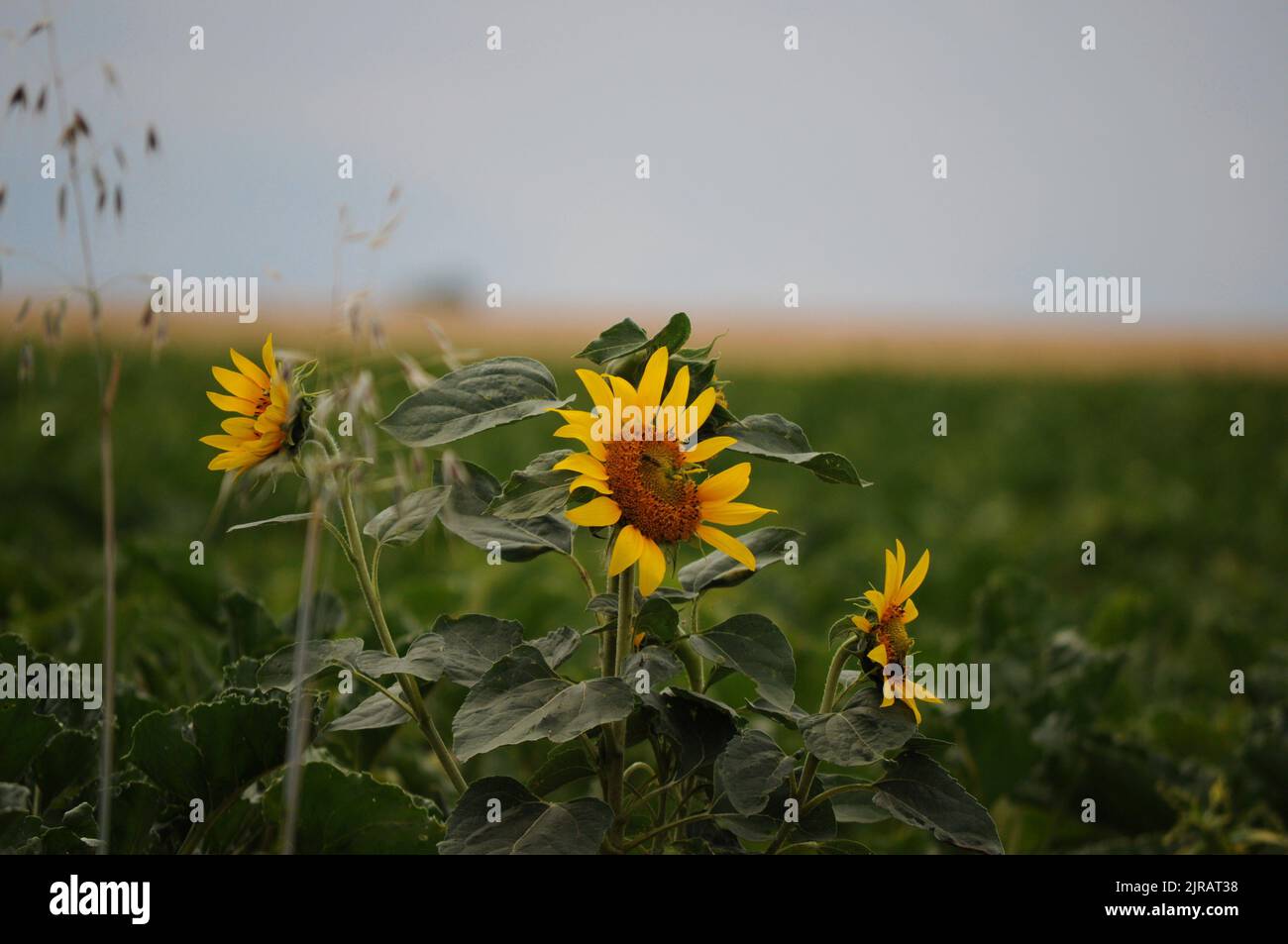 Flowers in the summer Stock Photo