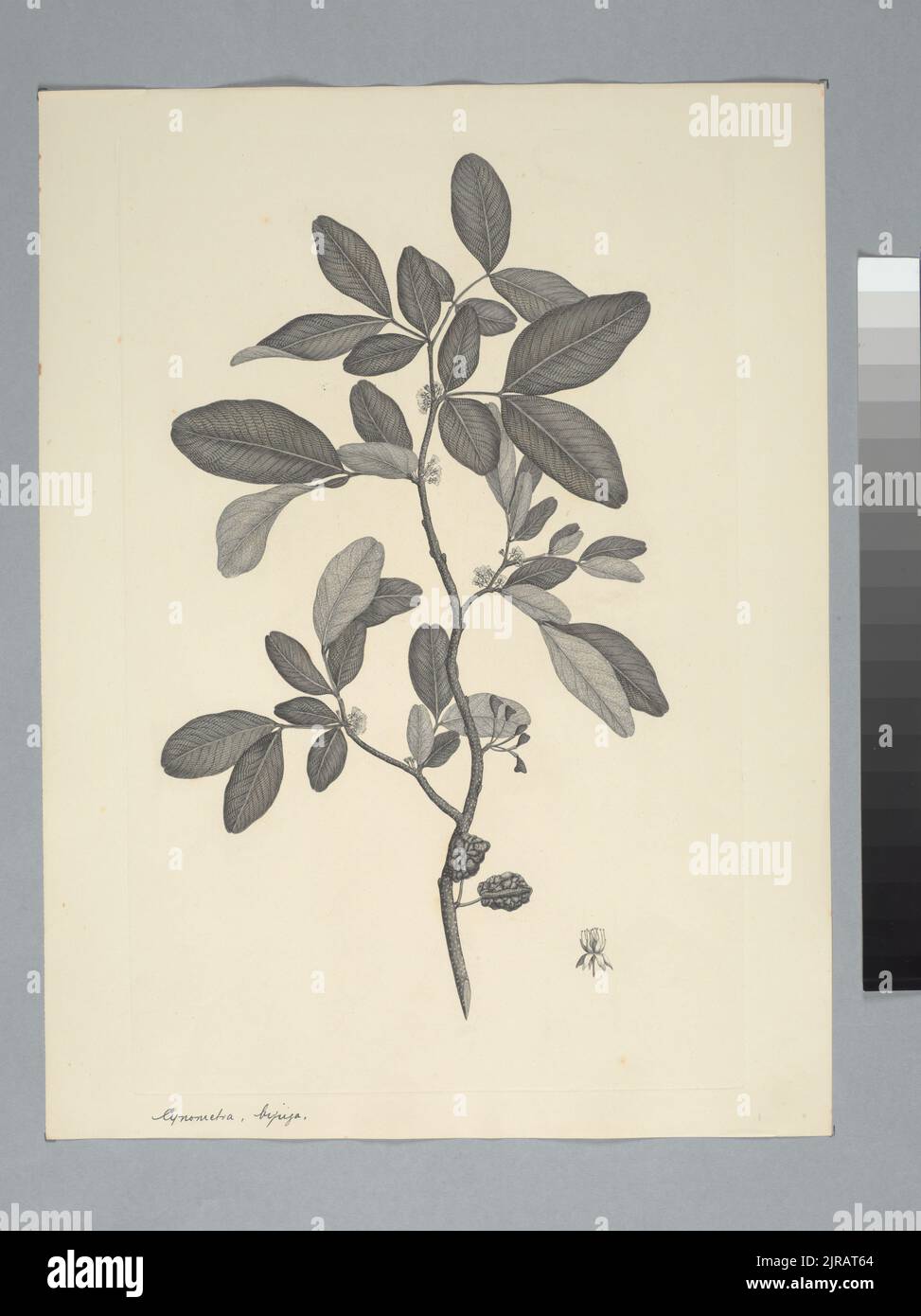 Cynometra ramiflora Linnaeus, by Sydney Parkinson. Gift of the British Museum, 1895. Stock Photo