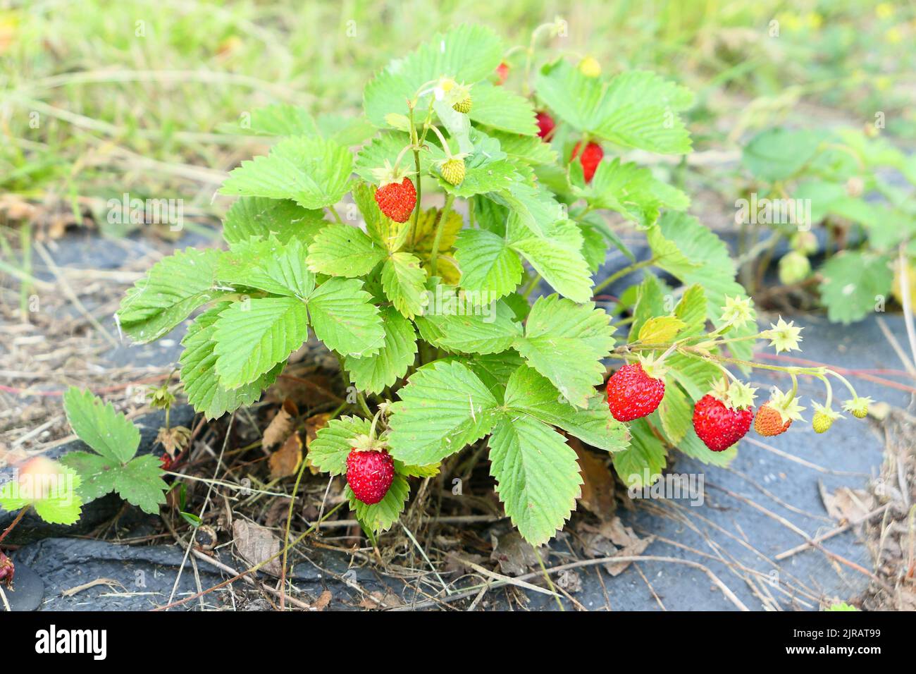 Wild strawberries ripe fruits on the plant growing in the garden Stock Photo