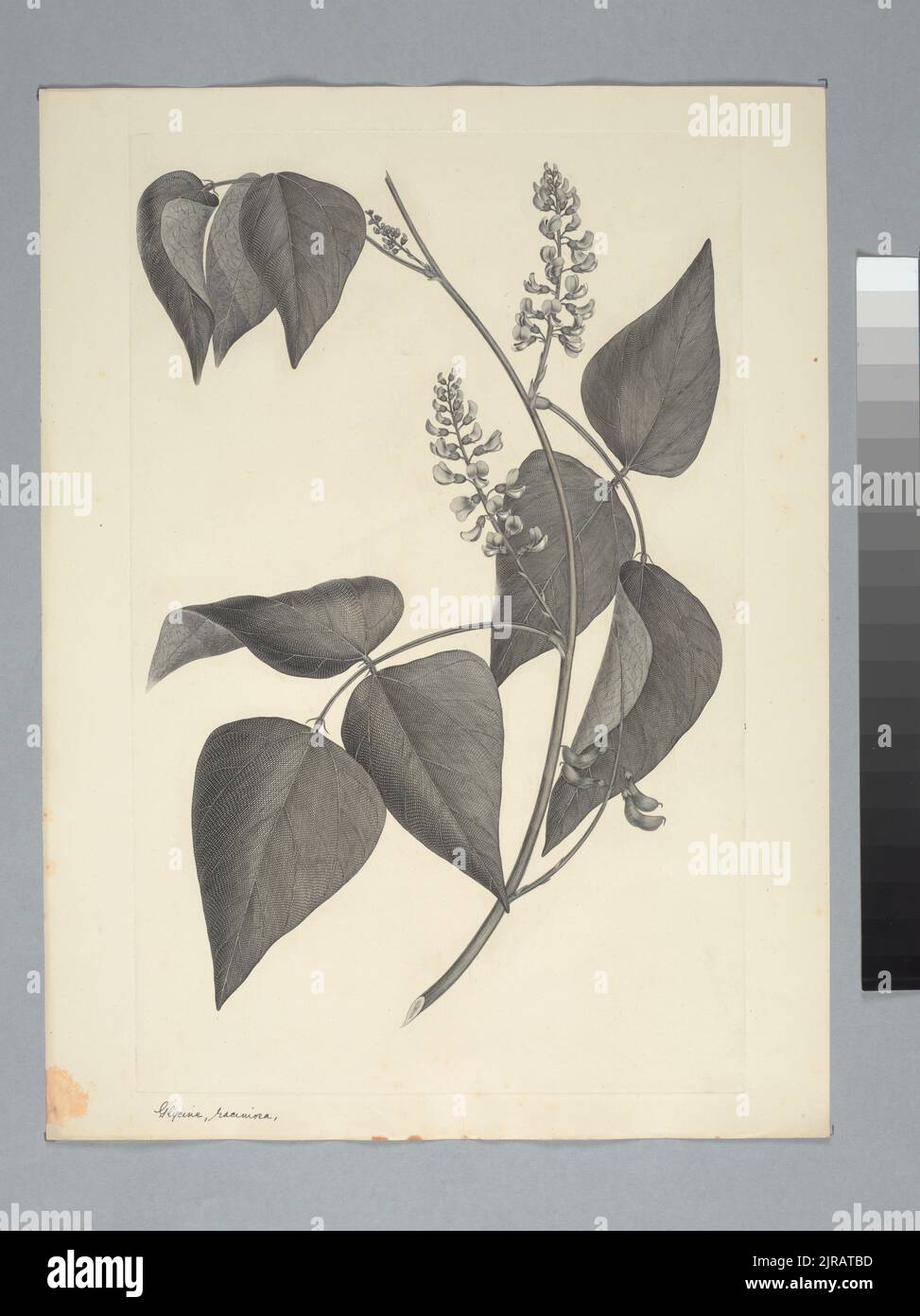 Rhynchosia acuminatissima Miquel, by Sydney Parkinson. Gift of the British Museum, 1895. Stock Photo